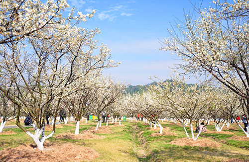 萝岗香雪公园"十里梅林"飘香 游客流连忘返叹为观止