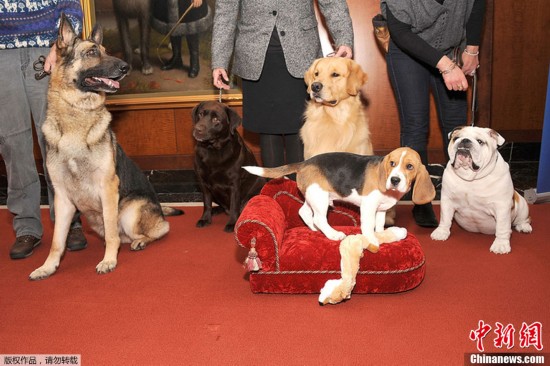 美国养犬俱乐部召开发布会