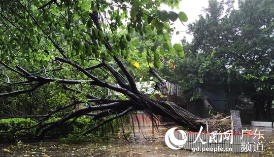 台风“莲花”靠近，威力渐显，汕头市区大树被拔起