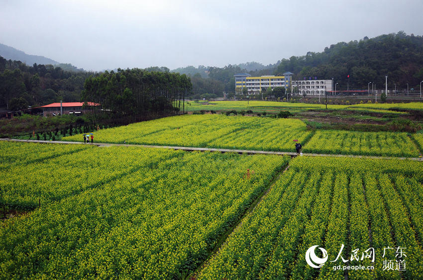 第十一届广州梯面油菜花旅游文化节在花都开幕