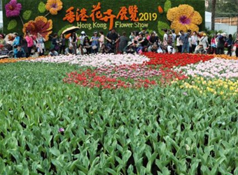 香港花卉展覽 鮮花醉游人