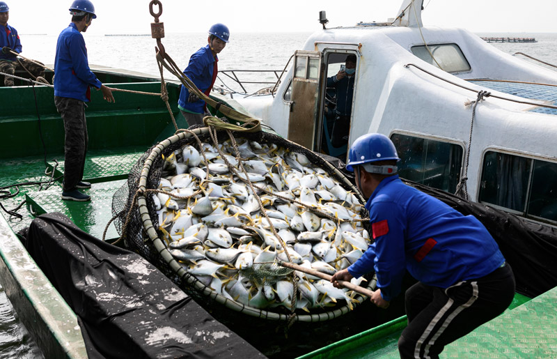 湛江东海岛深水网箱养鱼丰收。彭镇强 摄