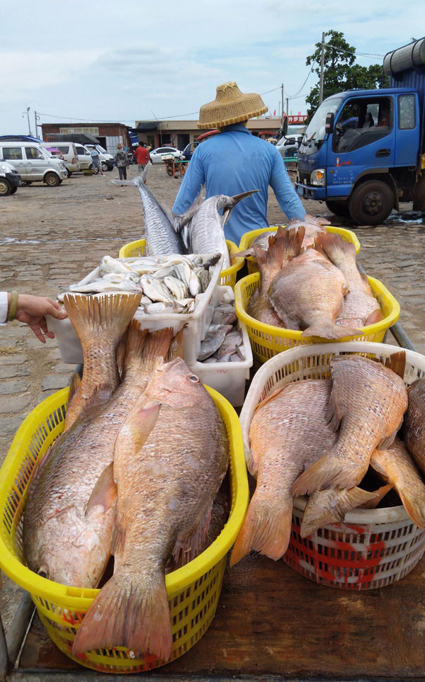 湛江外罗渔港大红鱼丰收。彭镇强 摄