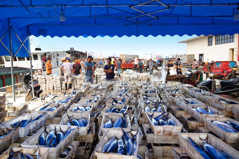 在阳江海陵岛闸坡渔港码头，满载而归的渔民正在分类过称渔货。谭云勇 摄