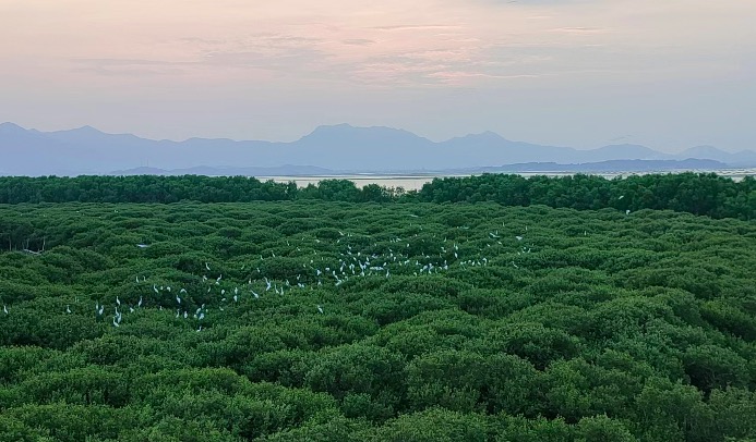  粵看粵美︱惠州鹽洲島：紅樹林裡鷺鳥成群夕陽時分 鷺鳥歸巢