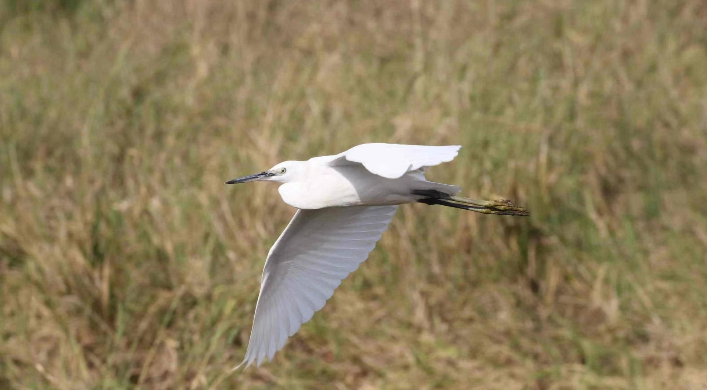  粵看粵美丨中山打造賞鳥觀林新去處湖光樹影 林澗鳥鳴 百種鳥類在此棲息