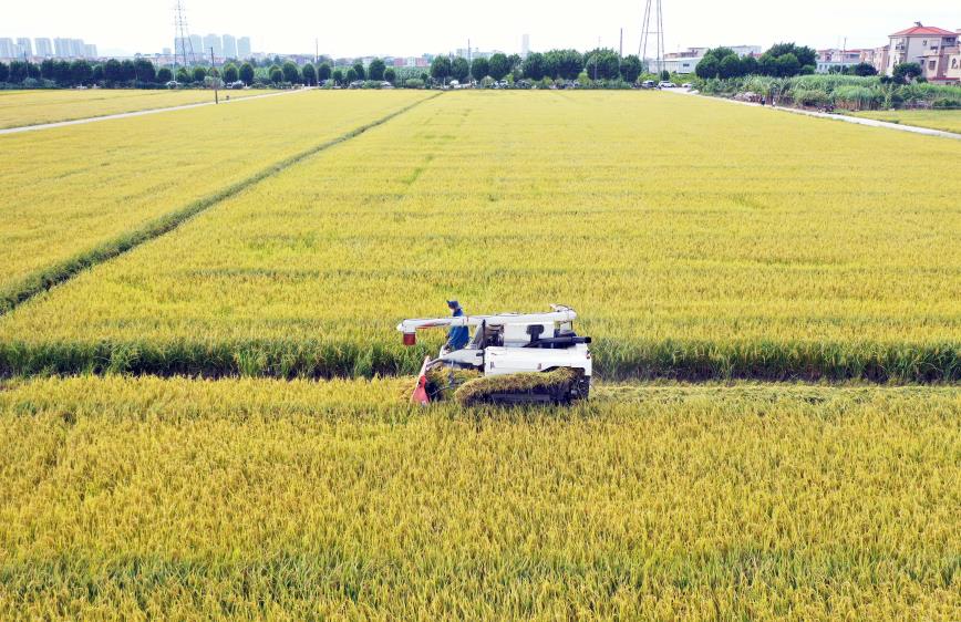 11月1日，在廣州市南沙區東涌鎮石基村，660畝絲苗型優質香稻品種從播種到收割實現全程機械化。劉偉 攝