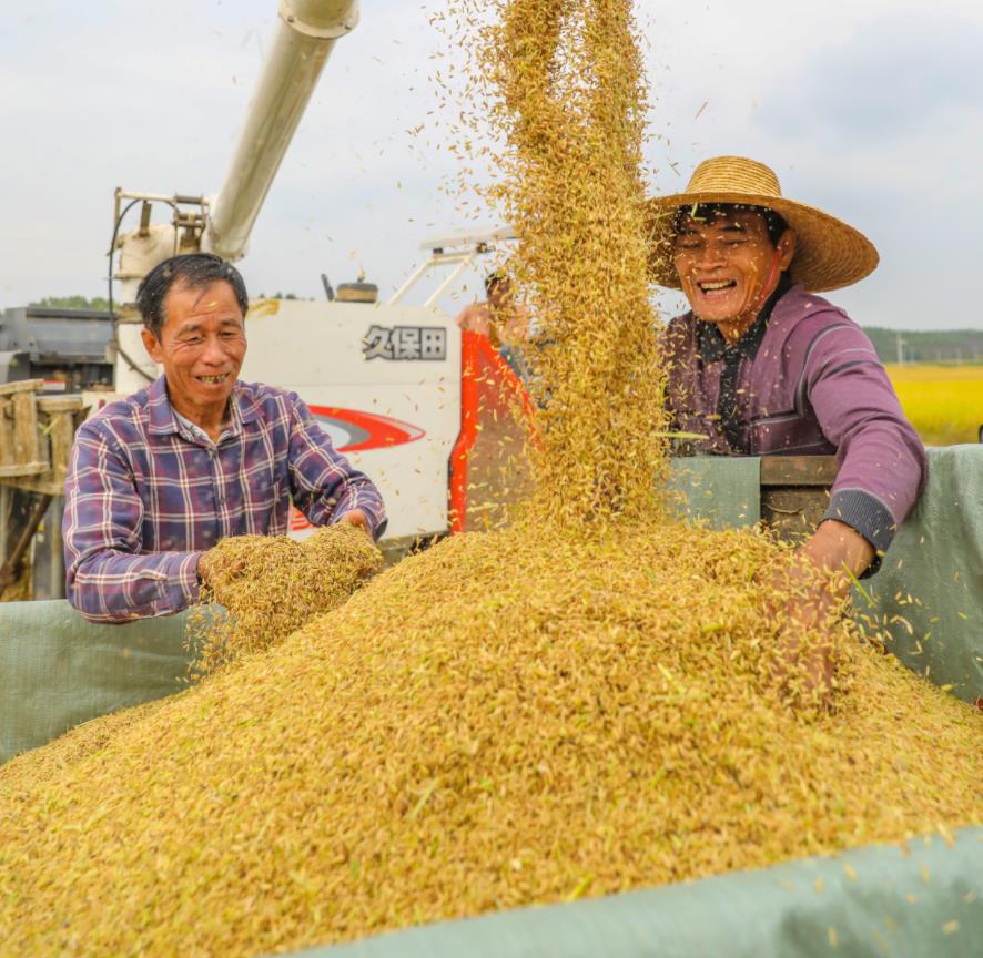 11月4日，湛江遂溪縣建新鎮卜巢村的海水稻田迎來豐收，農民喜笑顏開。郭龍碧 攝