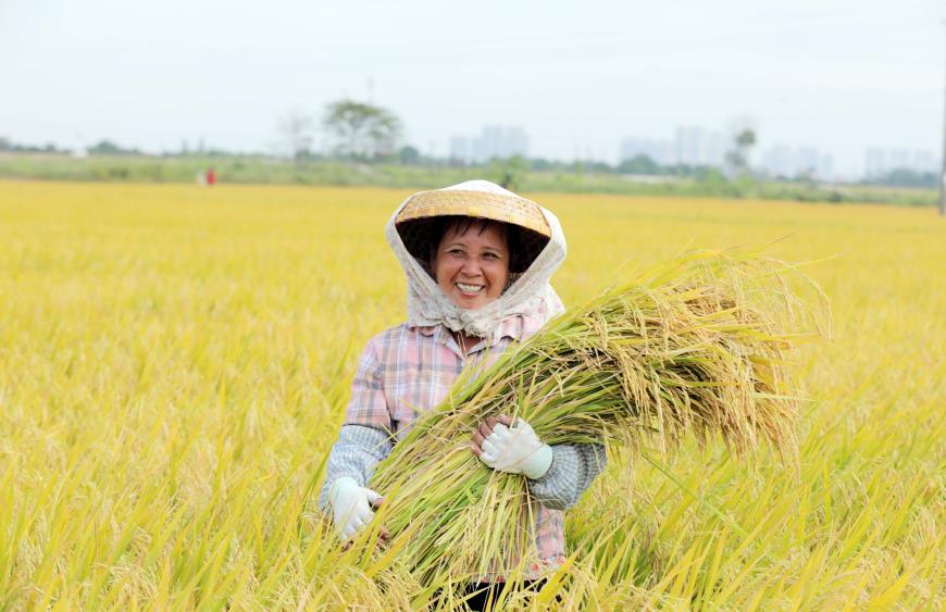 11月1日，在廣東省廣州市南沙區東涌鎮石基村香稻田，一位農戶懷抱粒粒飽滿、營養豐富的香稻，露出燦爛的笑容。劉偉 攝