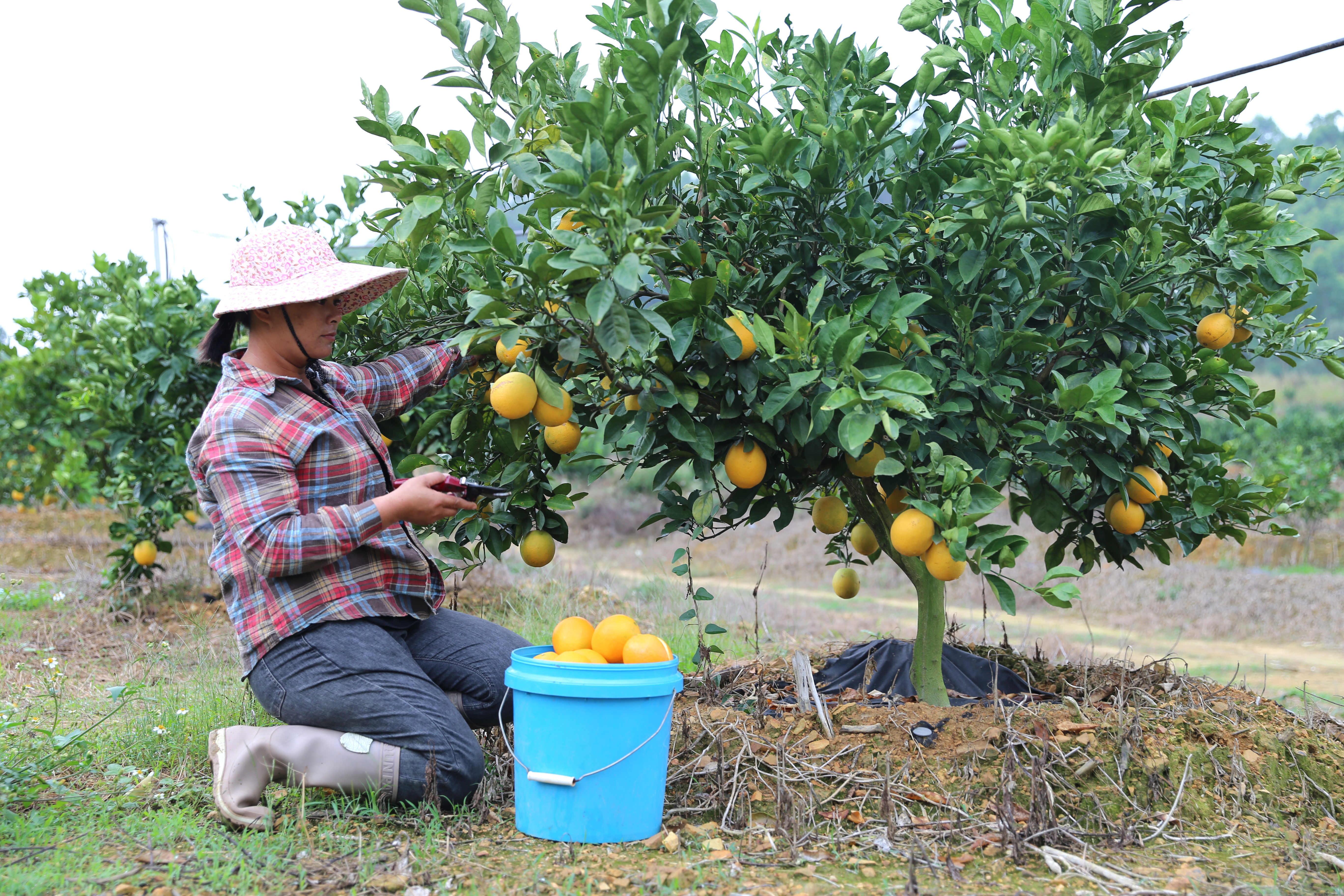 11月23日，在汕尾市博美镇点石村的脐橙种植示范基地，果香四溢，农户正在采摘脐橙。陈汉澄 摄