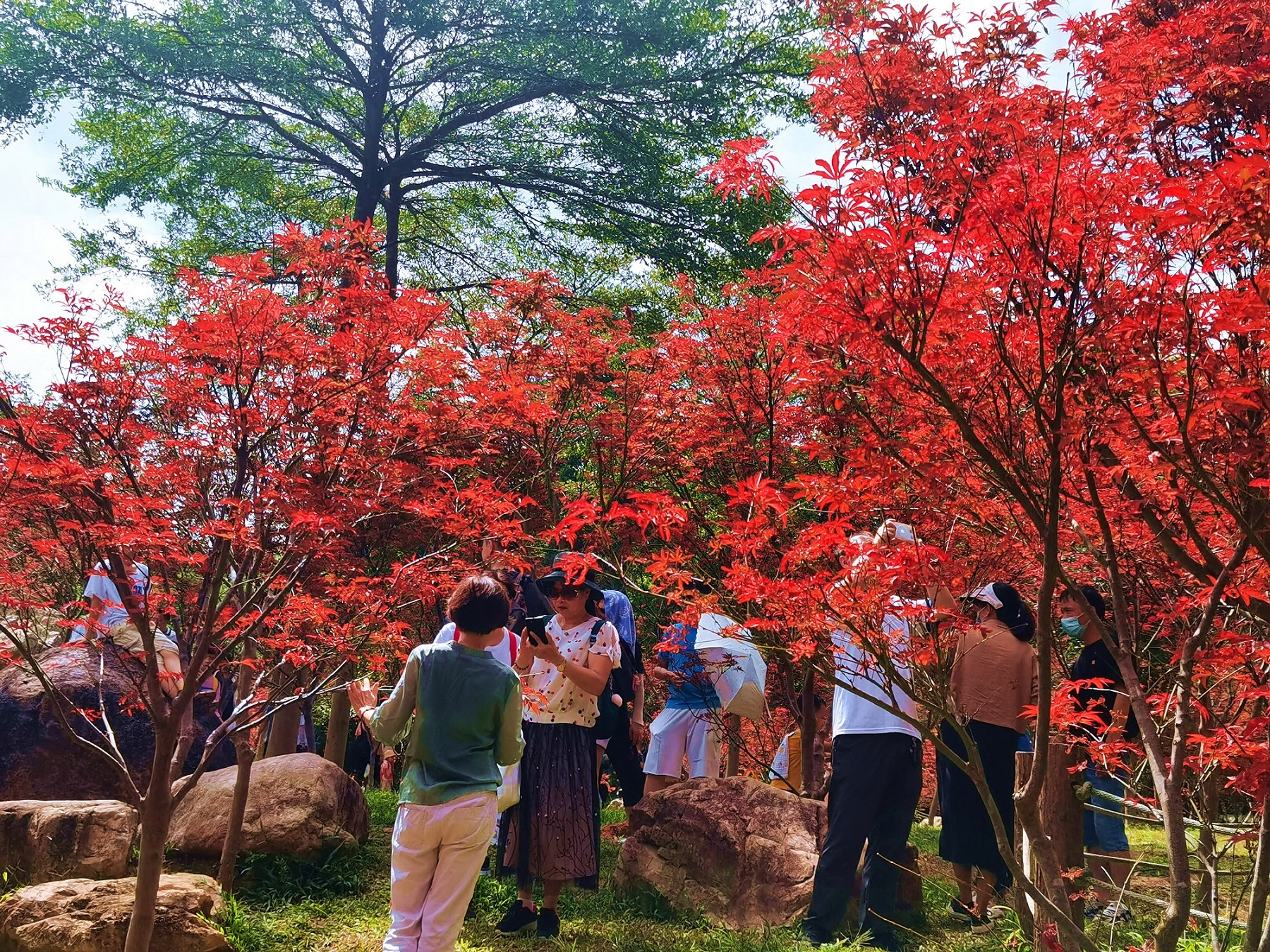 游客登高赏红叶。供图：广东省林业局