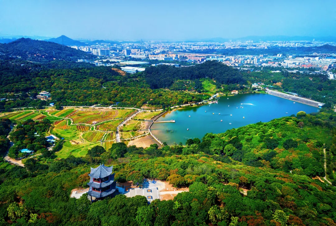 东莞市清溪古树群。古树群面积为1200亩,共有500株古树,平均树龄130年,优势树种为杧果、荔枝、龙眼。供图:广东省林业局