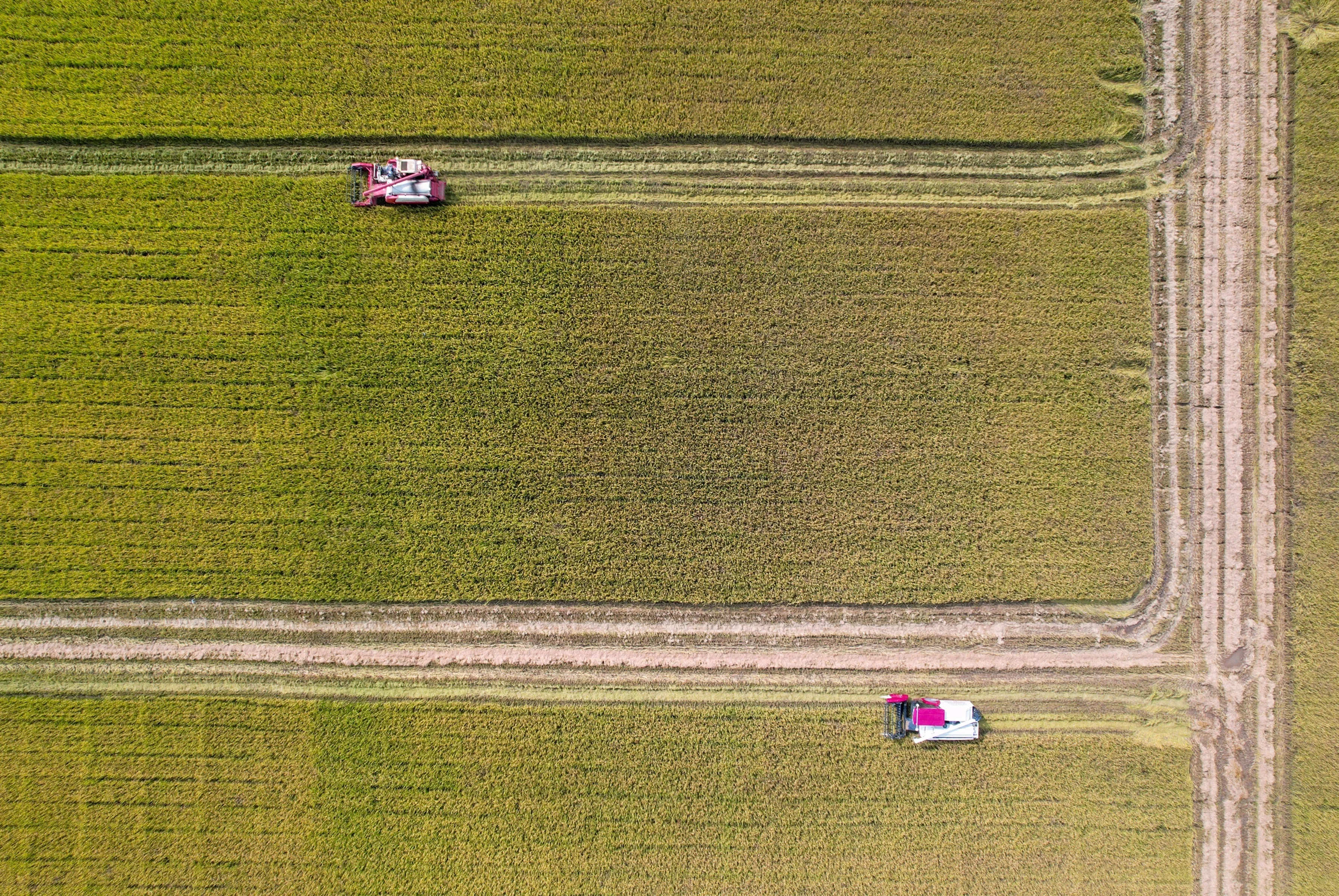 广州市增城区无人农场，多台无人驾驶农机正在协同作业。供图：华南农业大学罗锡文院士团队