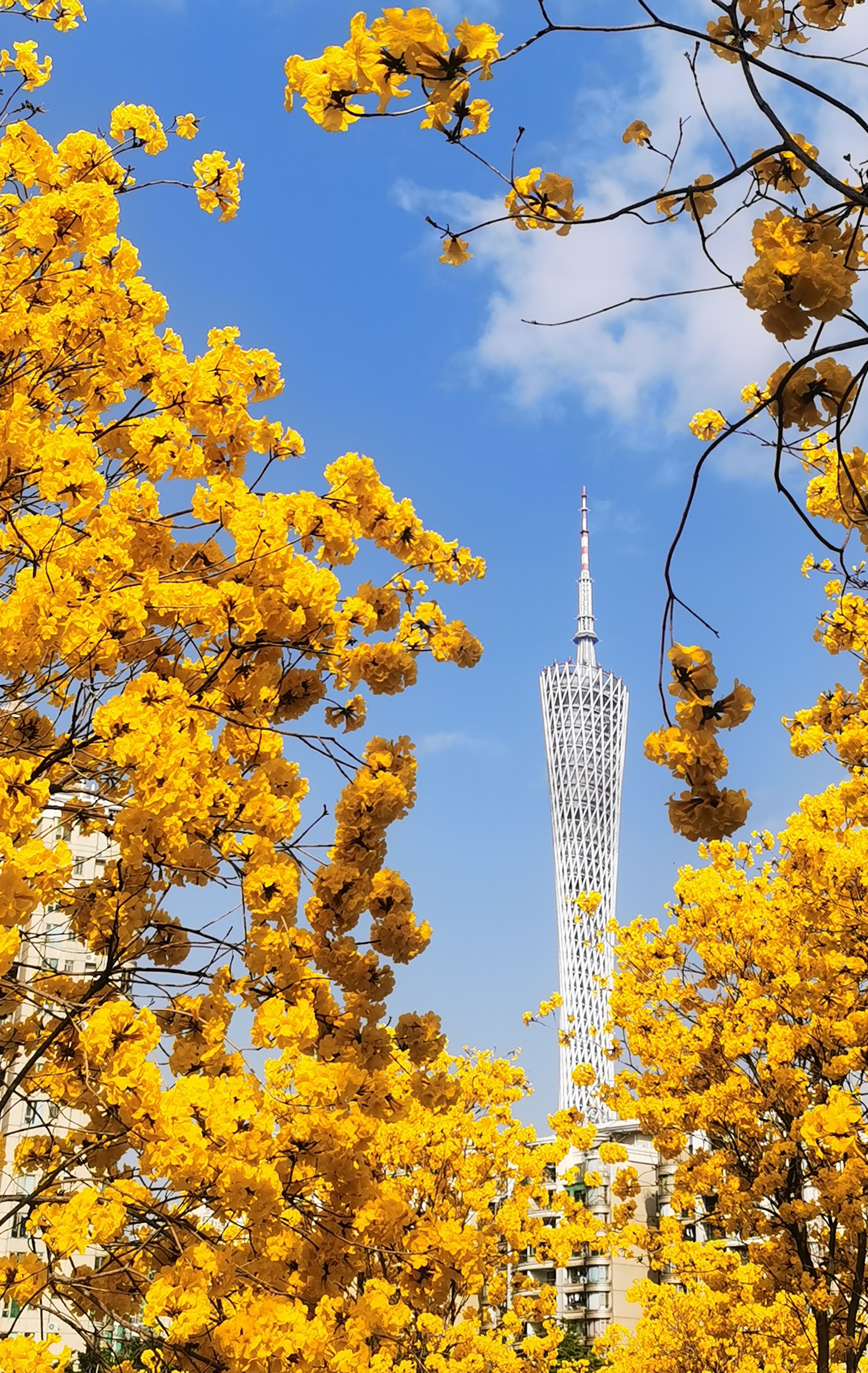秋天的廣州塔。供圖：廣州市文化廣電旅游局