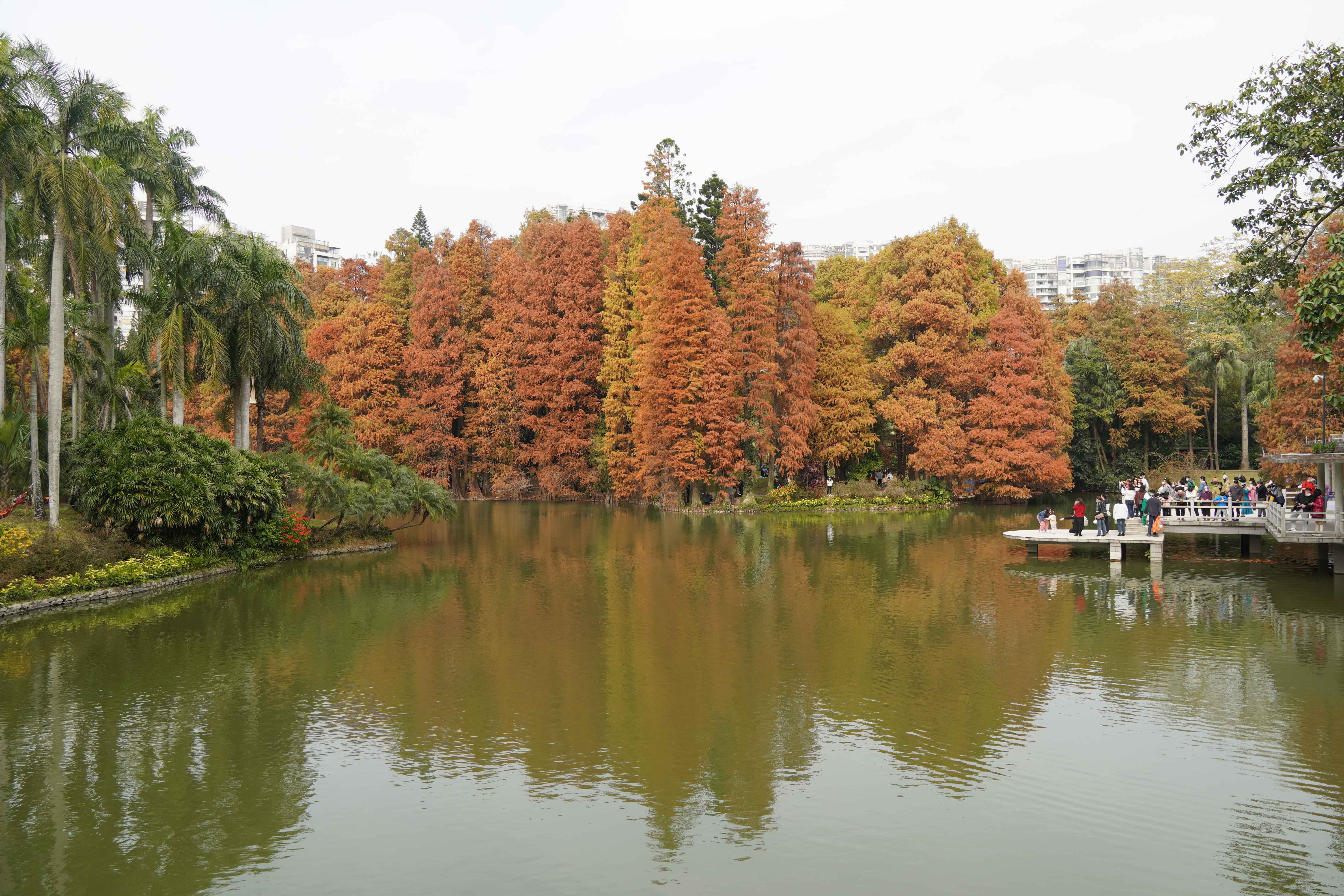 以落羽杉、棕榈植物为主，构成华南国家植物园的龙洞琪林，是我国代表性园林风景。王雅蝶 摄