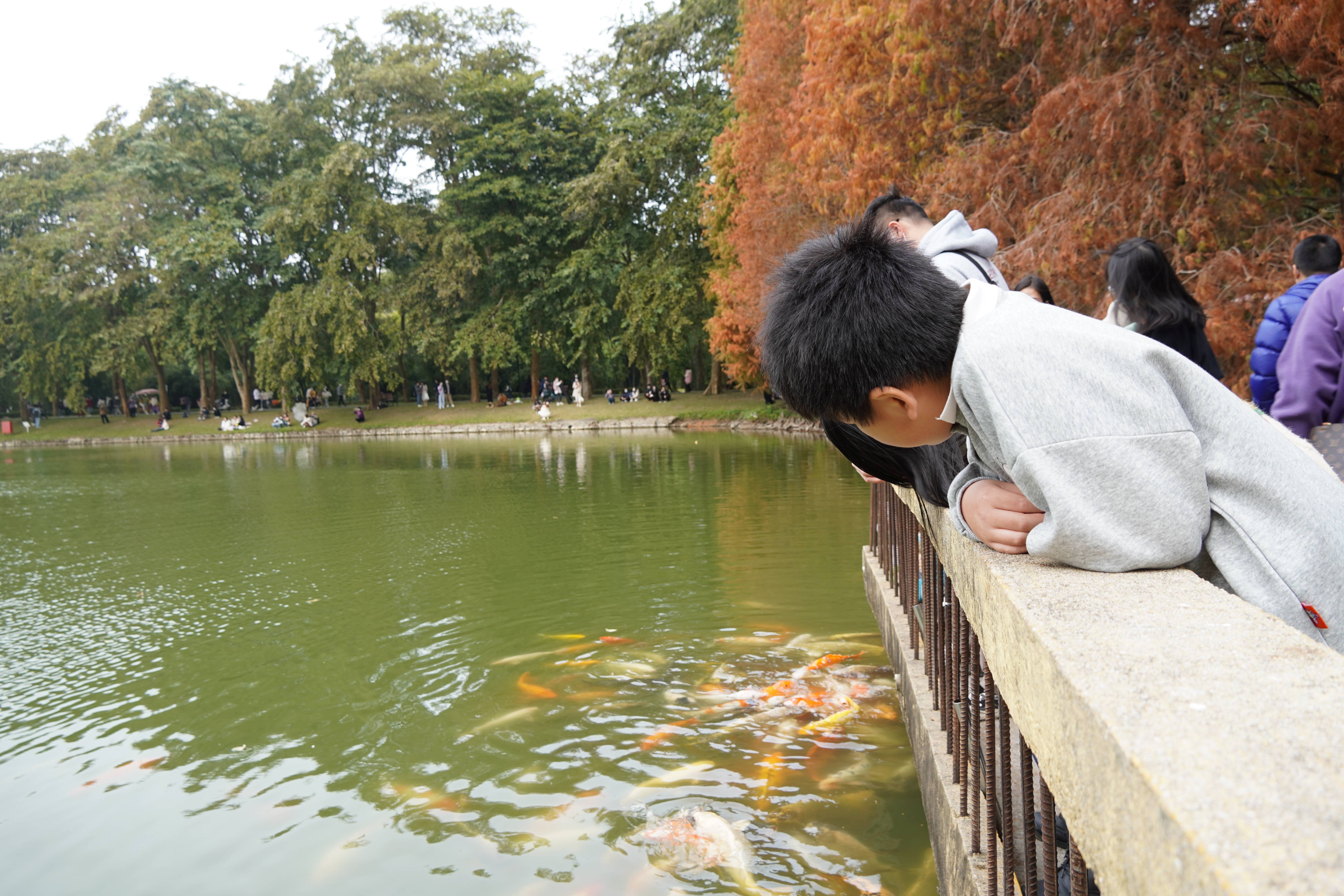 游客們在湖邊觀賞金魚，樂享冬日時光。王雅蝶 攝