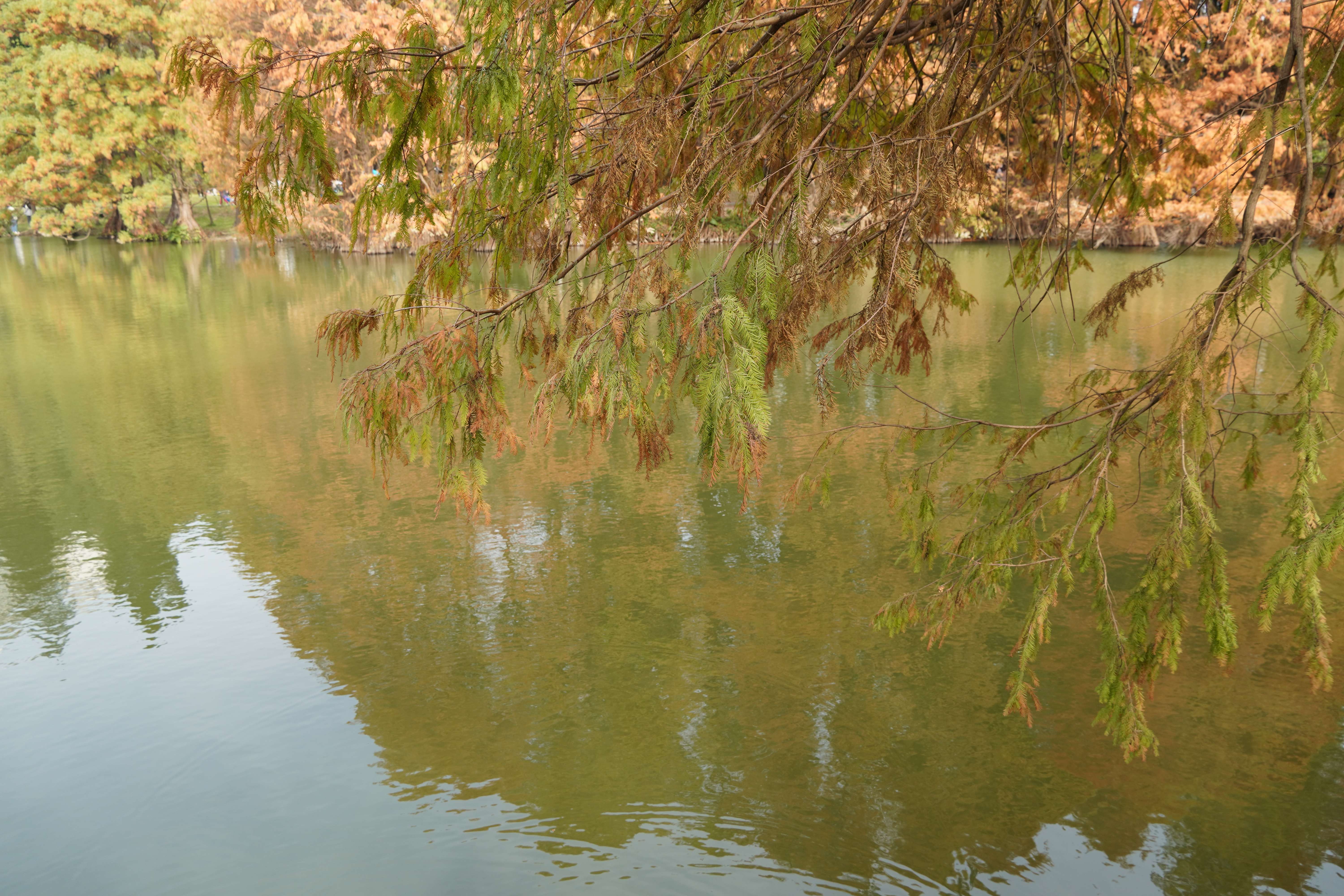 落羽杉倒映在湖面，安靜又美好。王雅蝶 攝