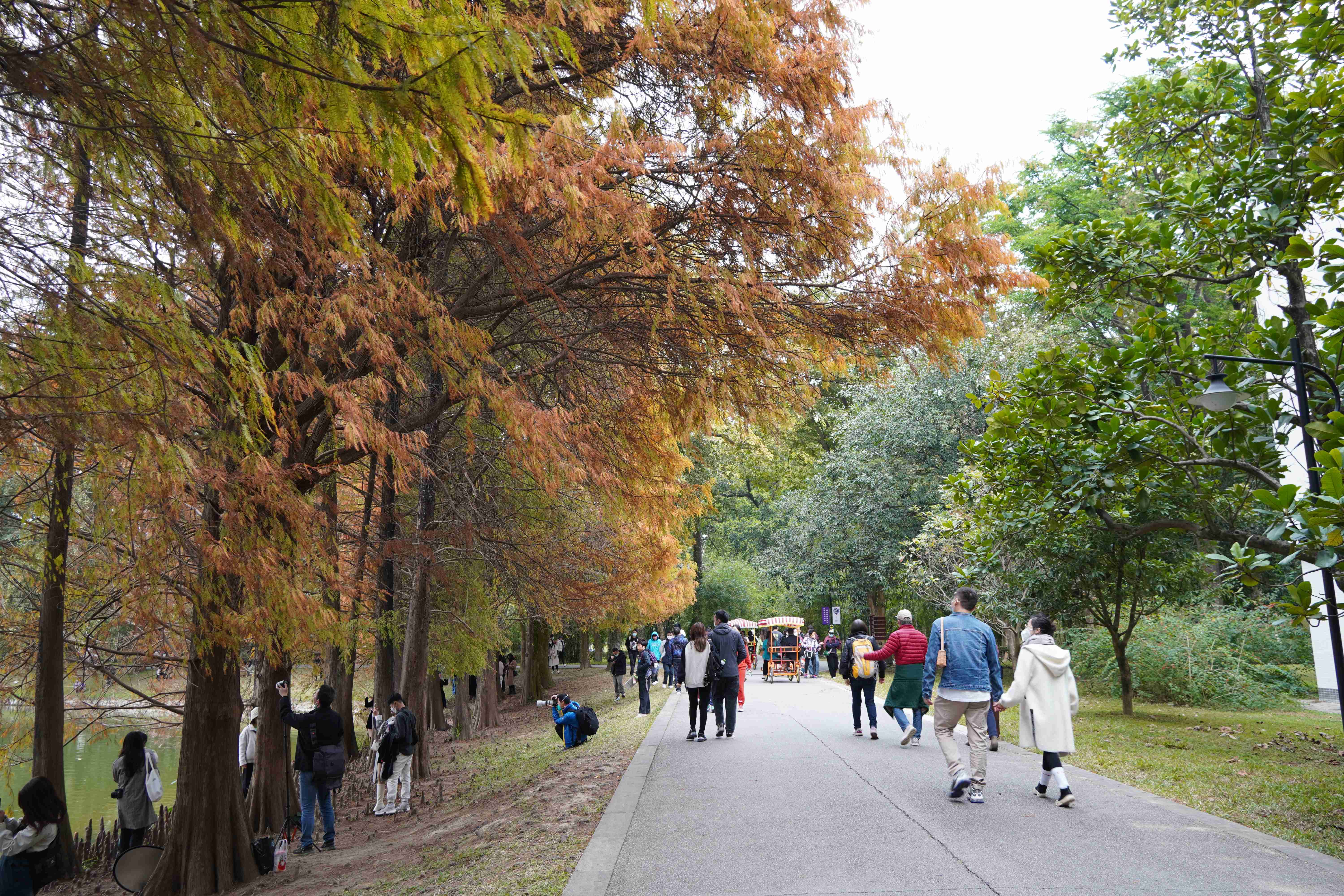 今年元旦假期，众多游客前往华南国家植物园欣赏落羽杉景色。王雅蝶 摄