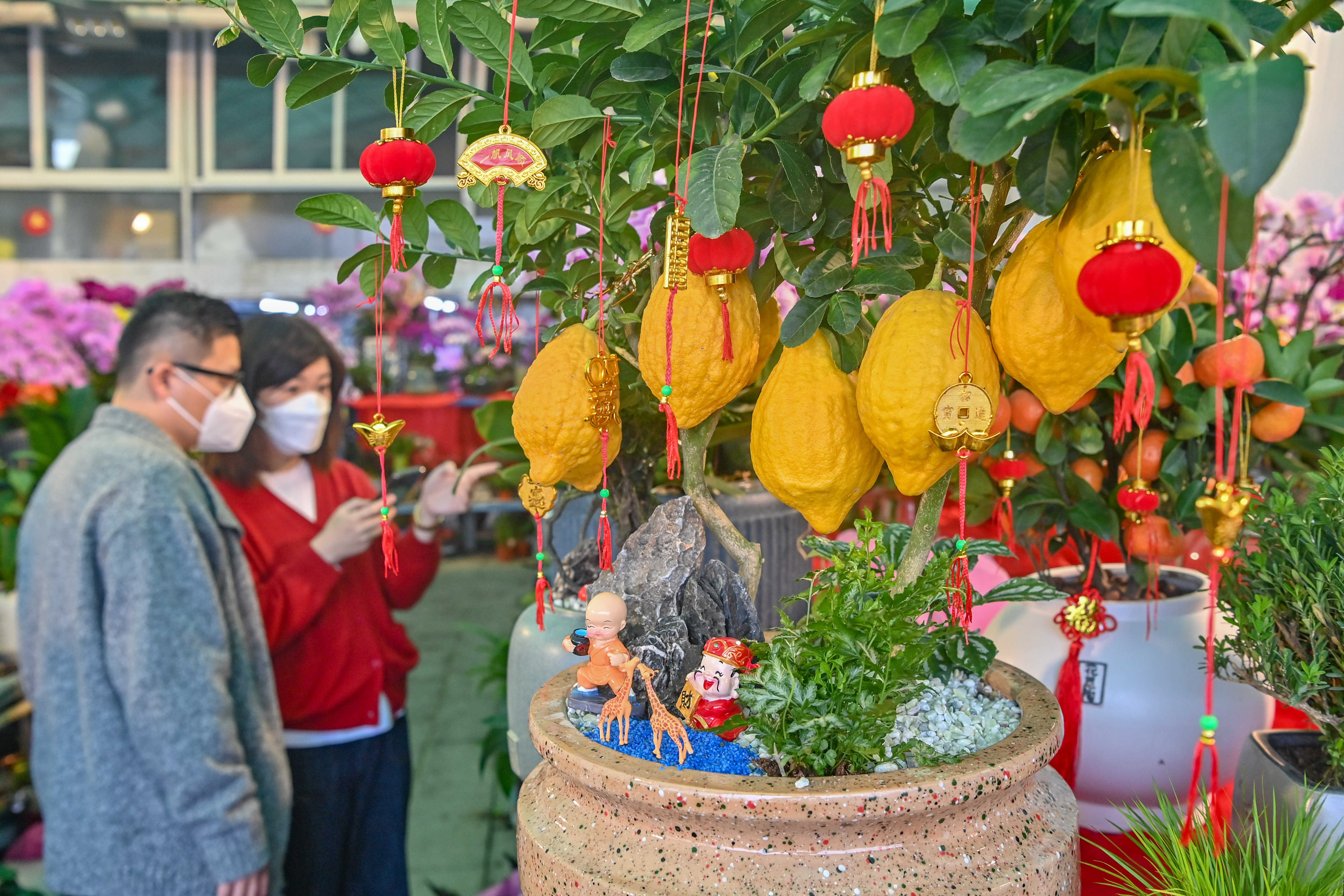 1月13日，在汕头市汕汾路汕头花城，金灿灿的柠檬果挂满枝头，给人丰收的喜悦。林鹏 摄