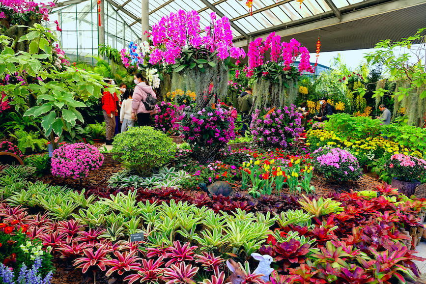1月18日，在华南国家植物园温室群景区，游客们前来欣赏新春珍奇兰花展。李文艳 摄