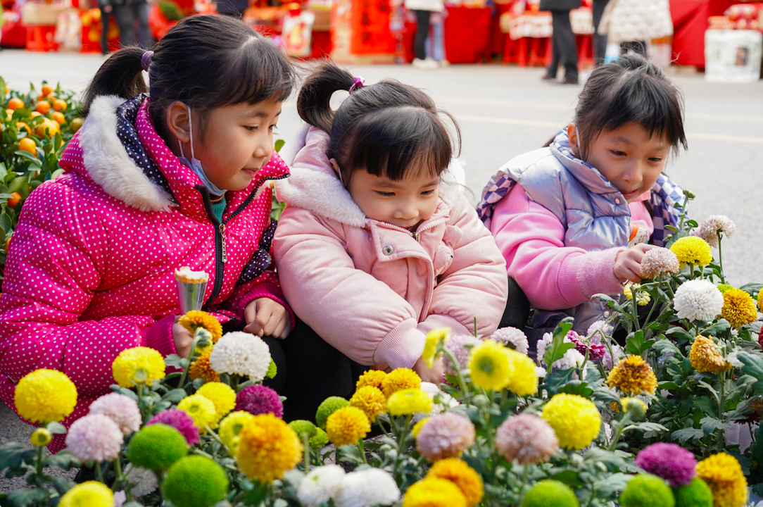1月16日，云浮市迎春花市迎来销售旺季，花香四溢，小朋友们正在观赏乒乓菊。董琼 摄