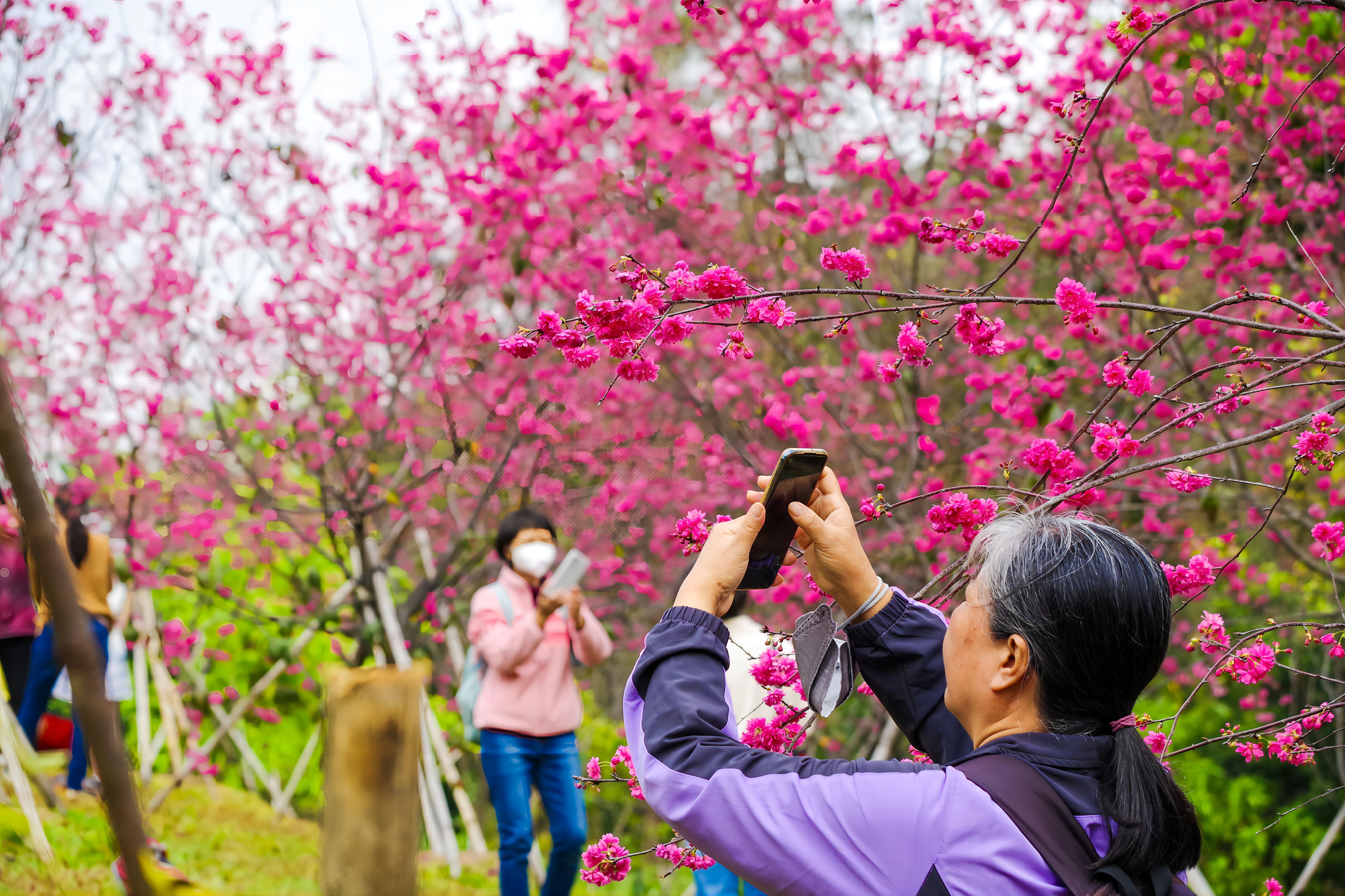 初春的華南國家植物園裡，絢爛的櫻花吸引游客觀賞。黃潔 攝