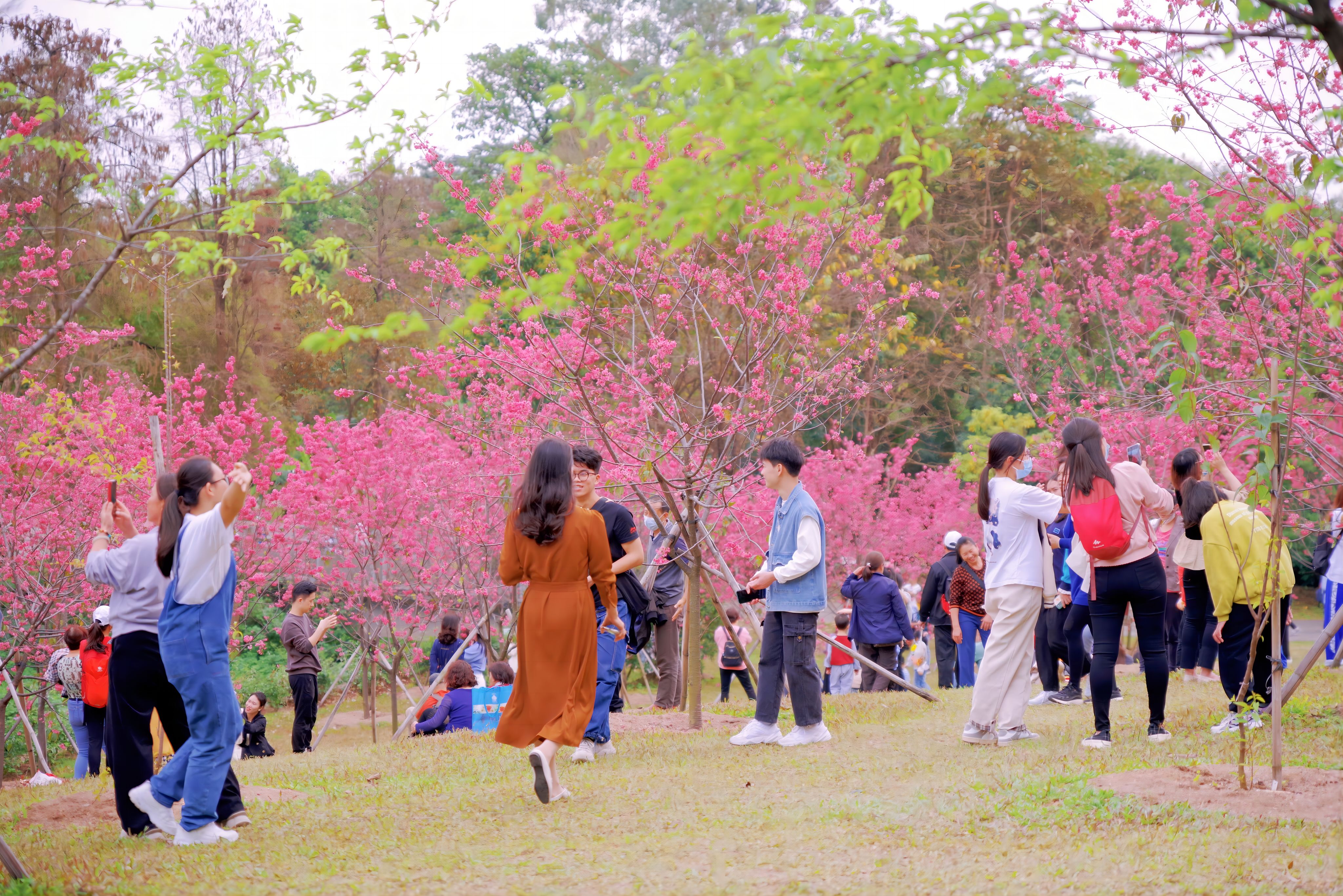 華南國家植物園裡，人們感受嶺南花語。黃潔 攝