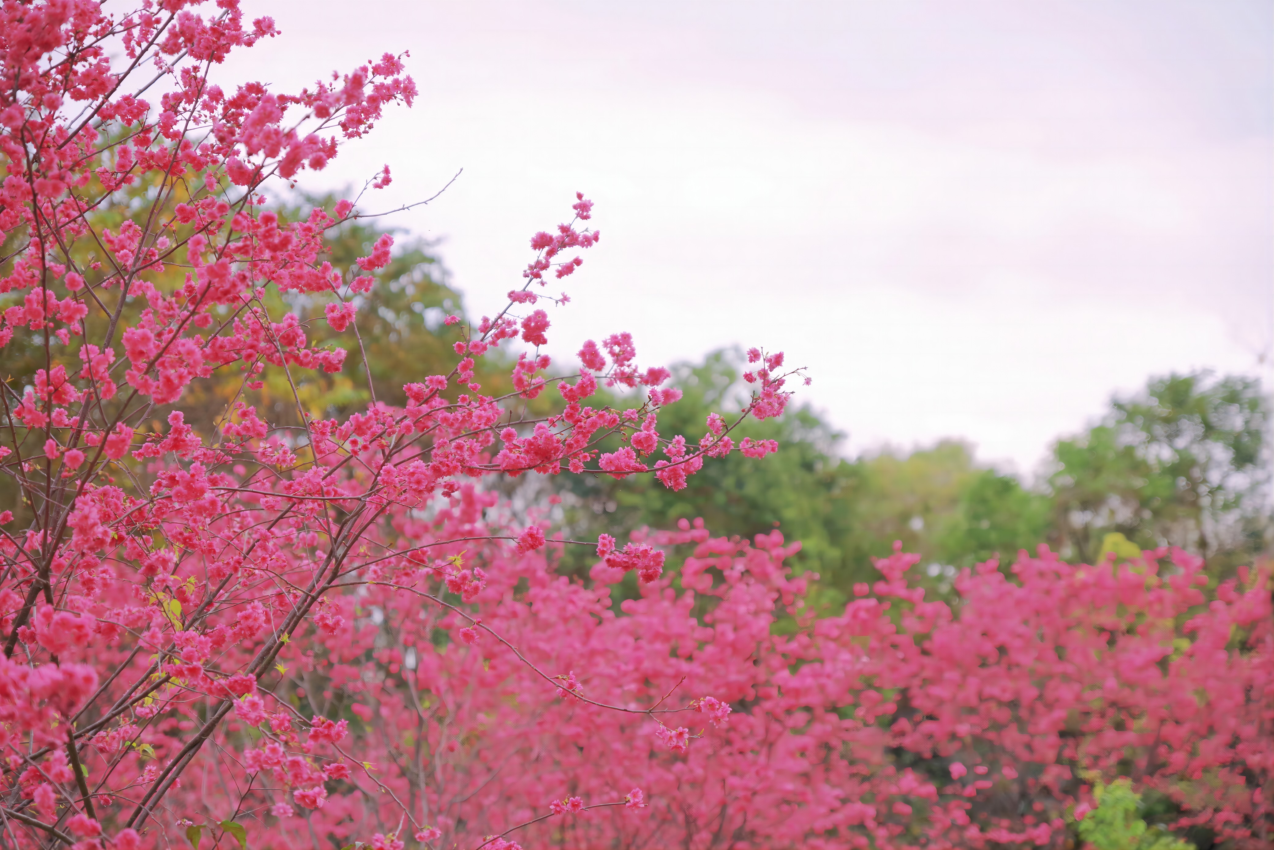 华南国家植物园里，粉色樱花浪漫无比。黄洁 摄