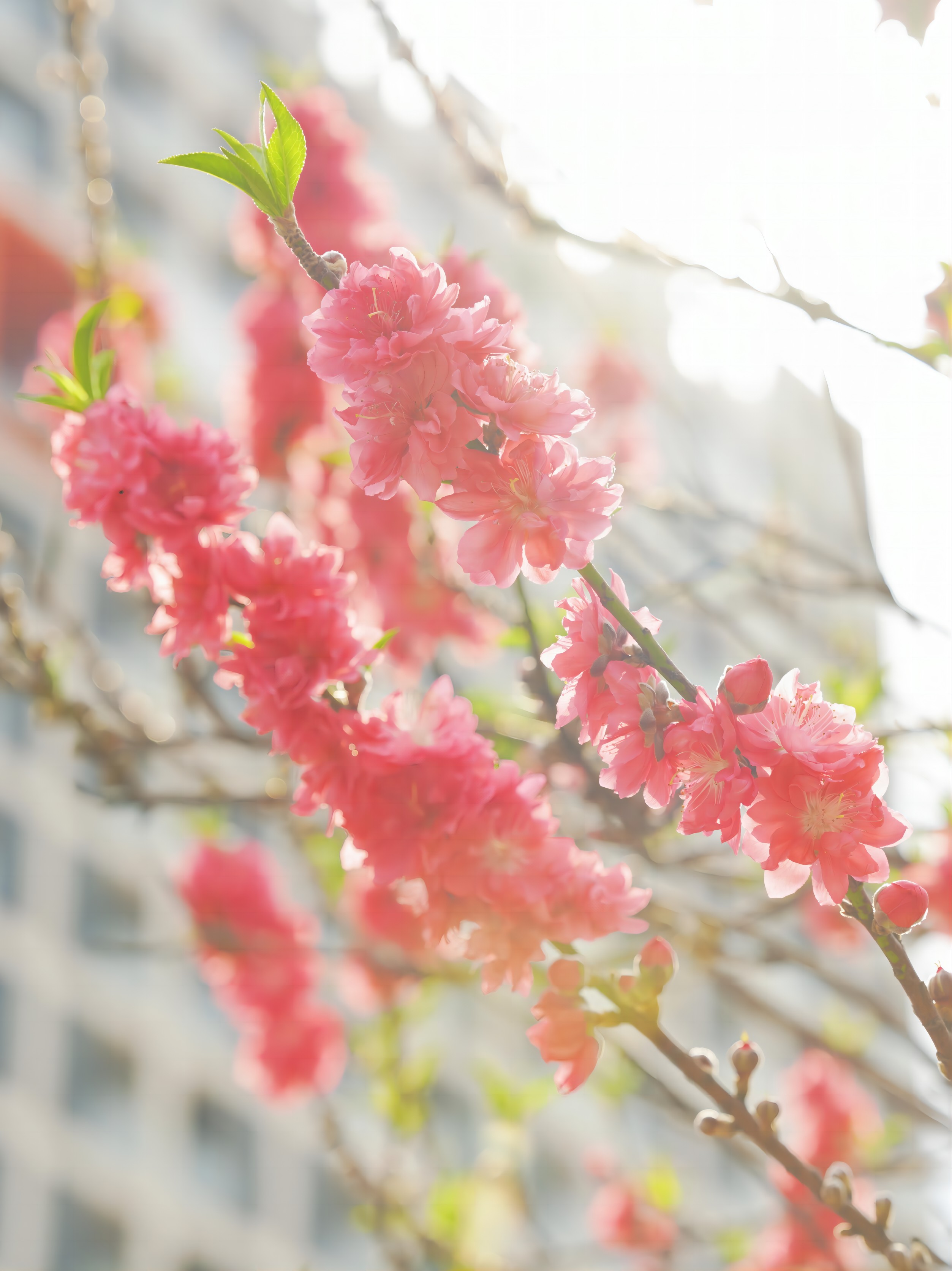 華南理工大學廣州國際校區裡桃花朵朵開。童星如 攝