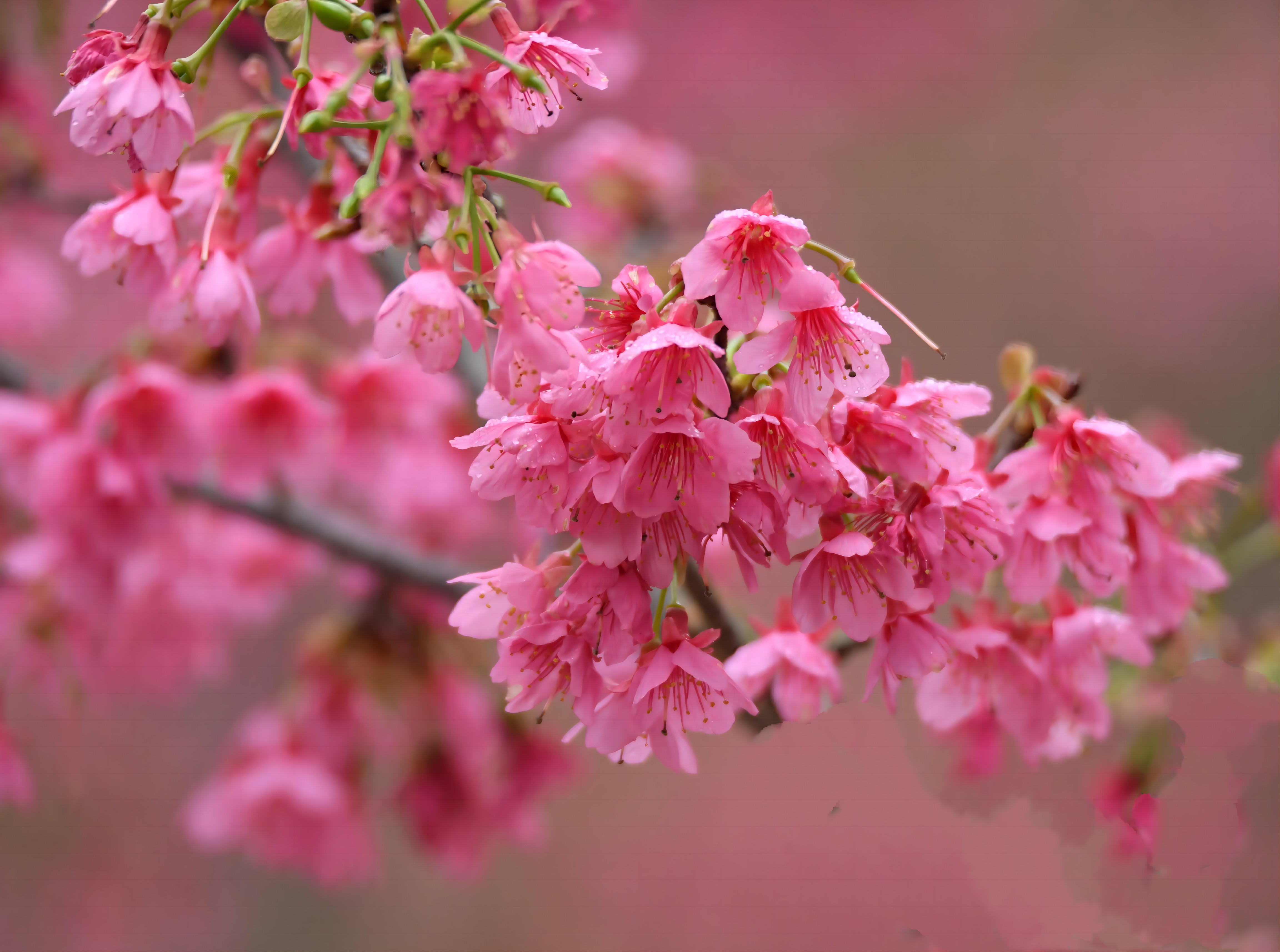 在廣東省汕頭市丹櫻生態園，櫻花花蕊粉艷嬌嫩。陳虹敏 攝
