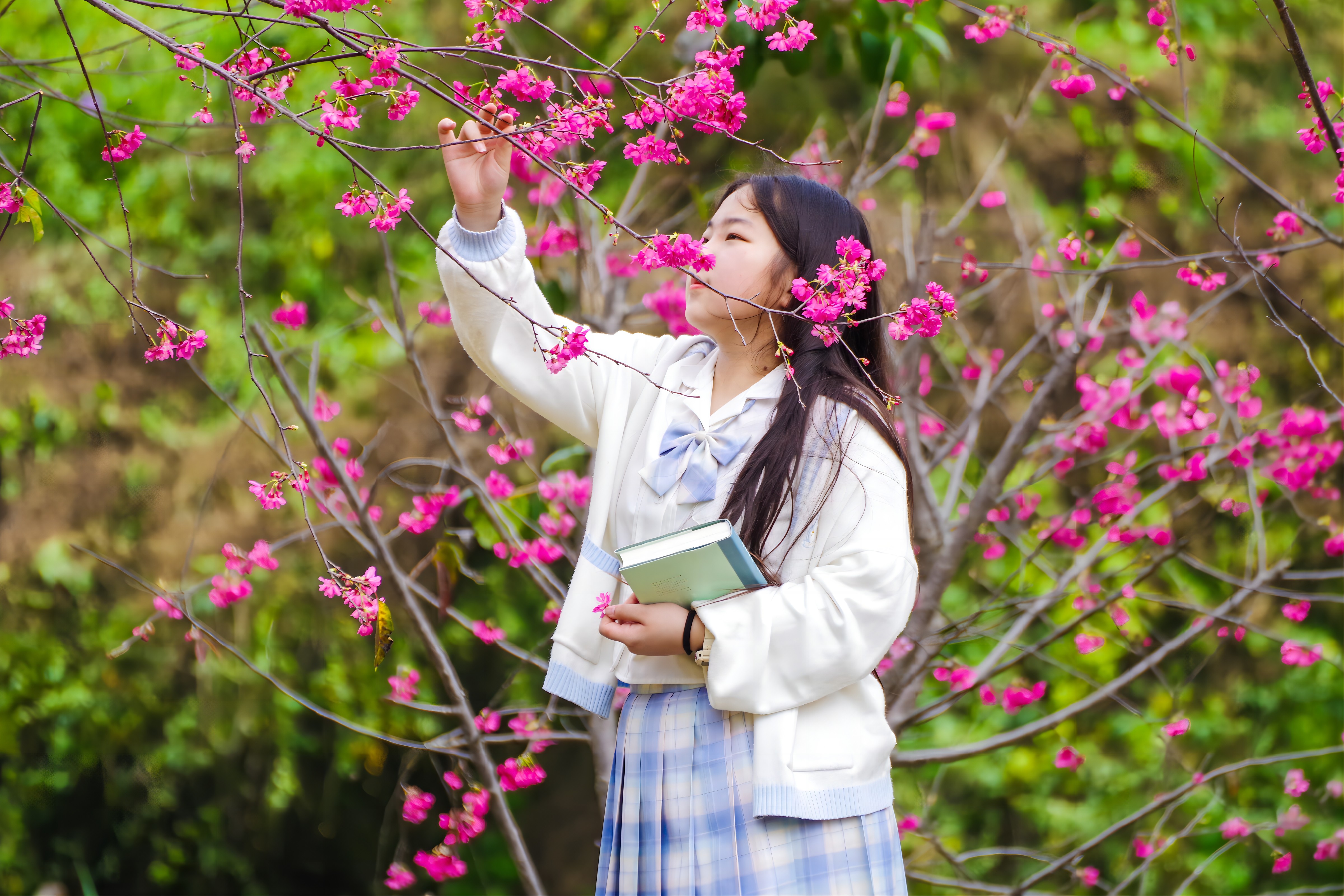 華南國家植物園裡，櫻花和女孩。黃潔 攝