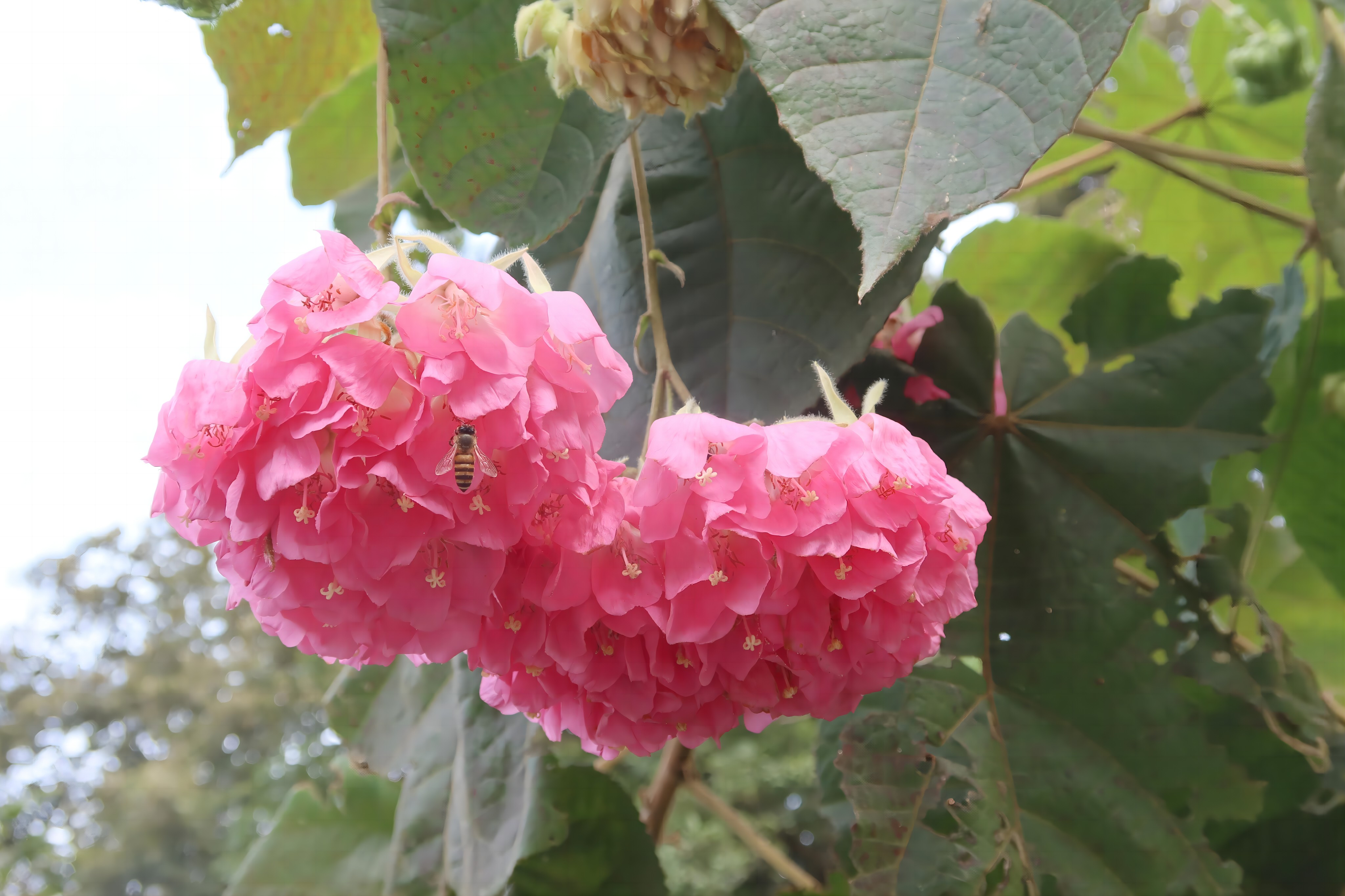 华南国家植物园里，非洲芙蓉吸引蜜蜂采蜜。黄韶菁 摄