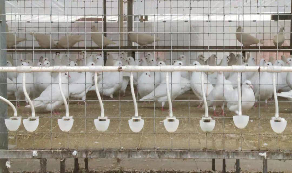廣寧縣肉鴿省級現代農業產業園規模化專業養鴿
