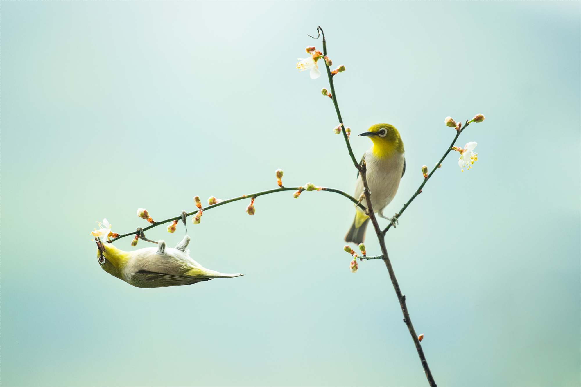 暗綠繡眼鳥在梅花枝頭採蜜。鄧銀梅 攝