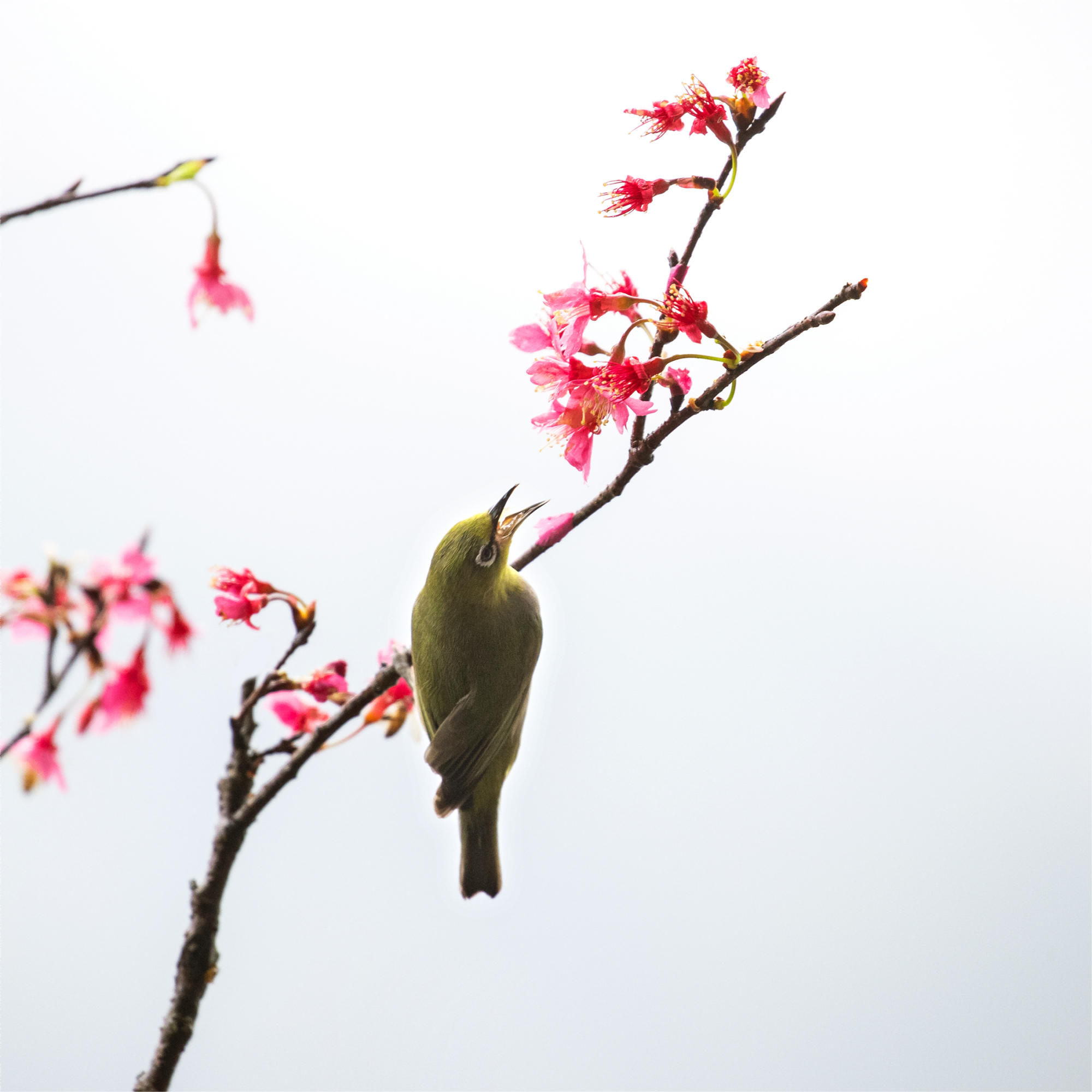 櫻花綻放，暗綠繡眼鳥欣賞風光。鄧銀梅 攝