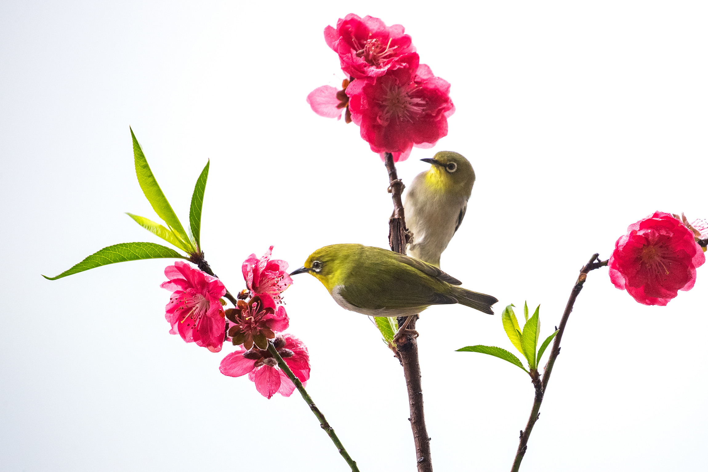 桃花朵朵開，吸引一對暗綠繡眼鳥的到來。鄧銀梅 攝