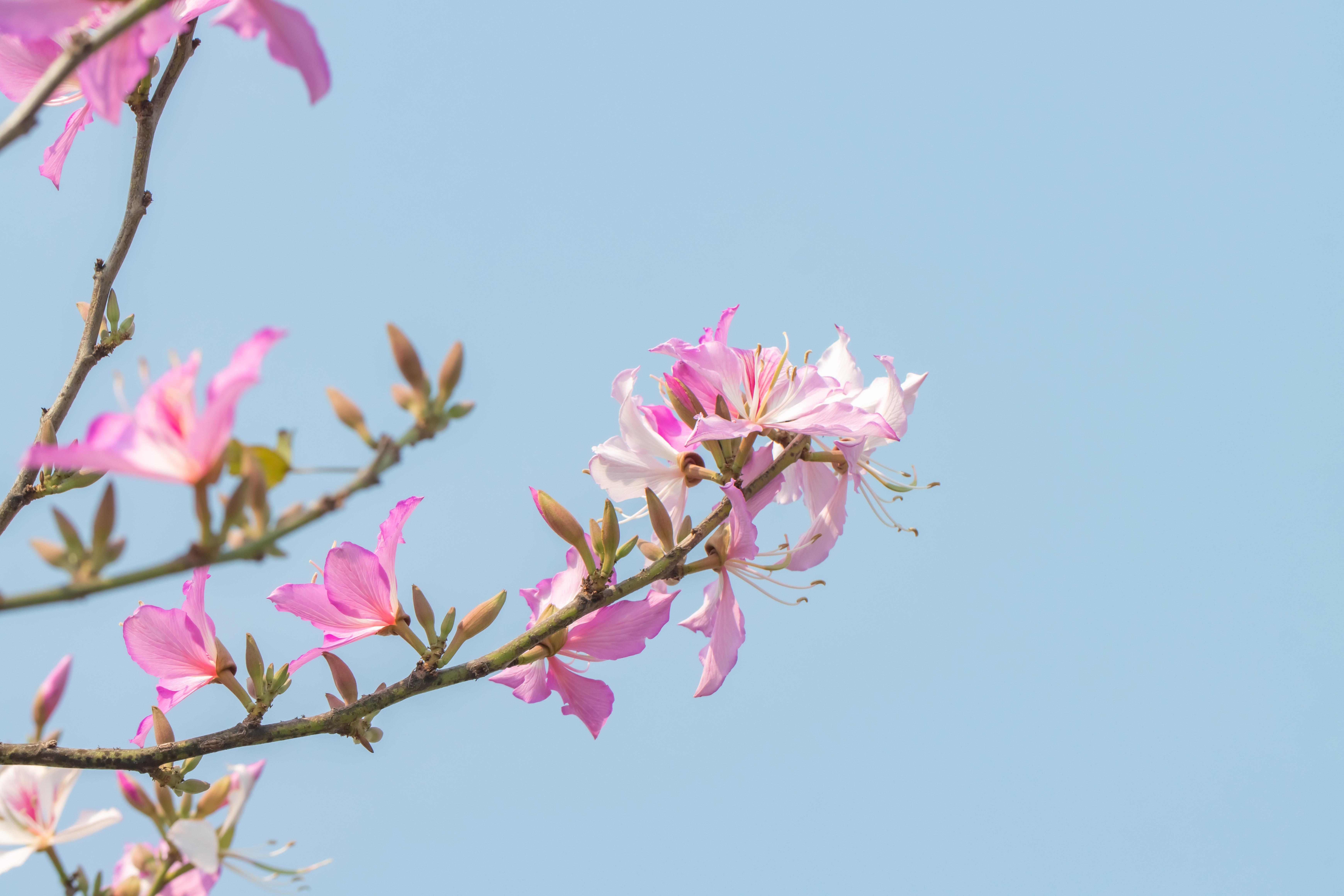 宫粉羊蹄甲，又名弯叶树、素心花、宫粉紫荆。谢惠强 摄