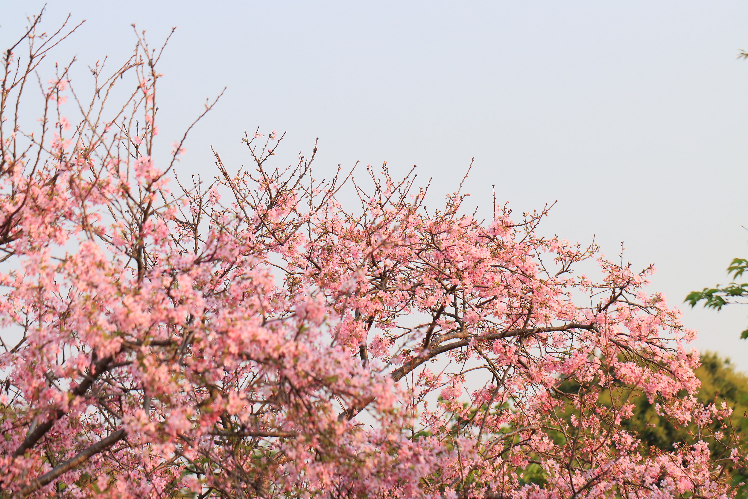广州海珠湿地公园内的广州樱。谢惠强 摄