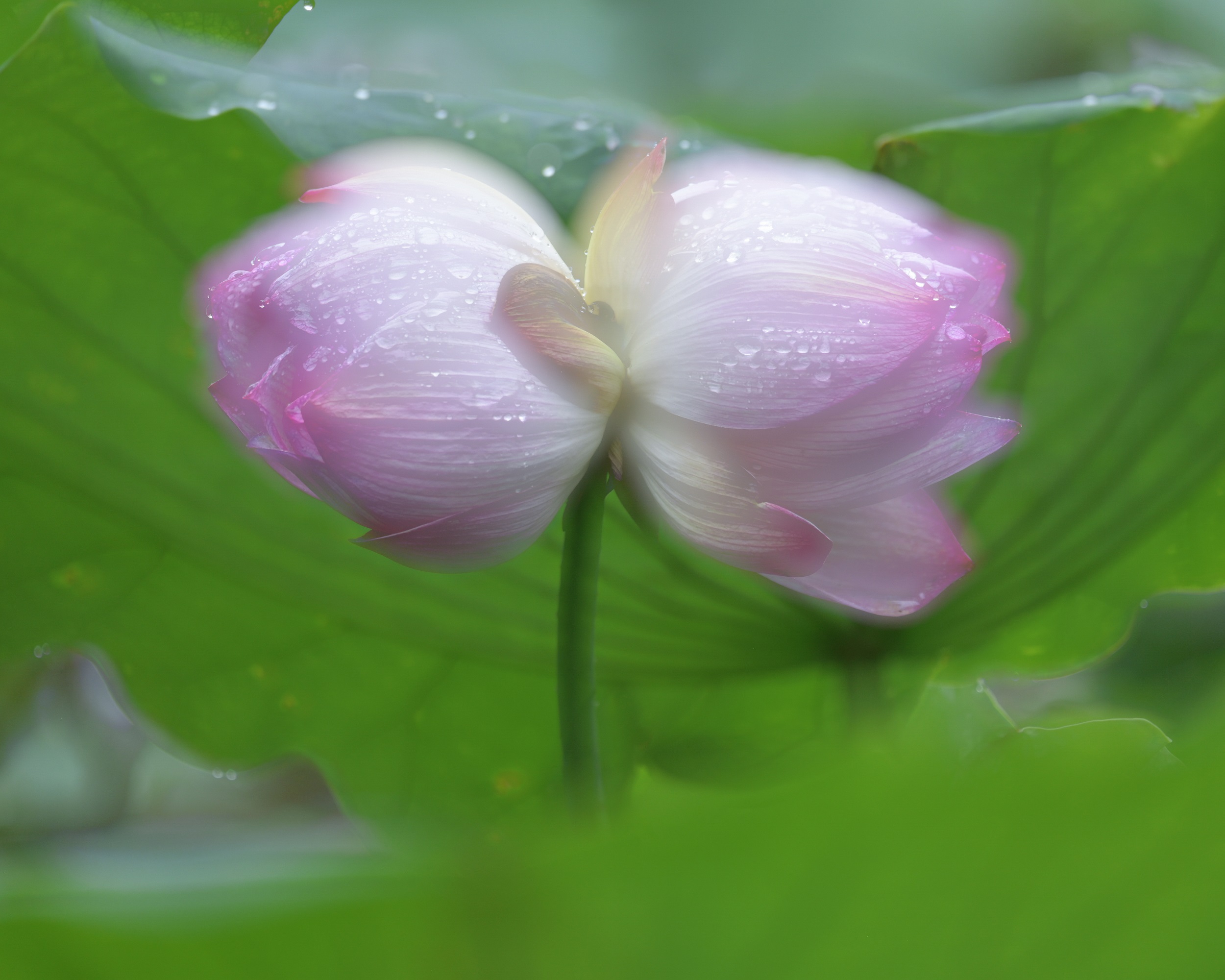 并蒂莲。林洁群 摄