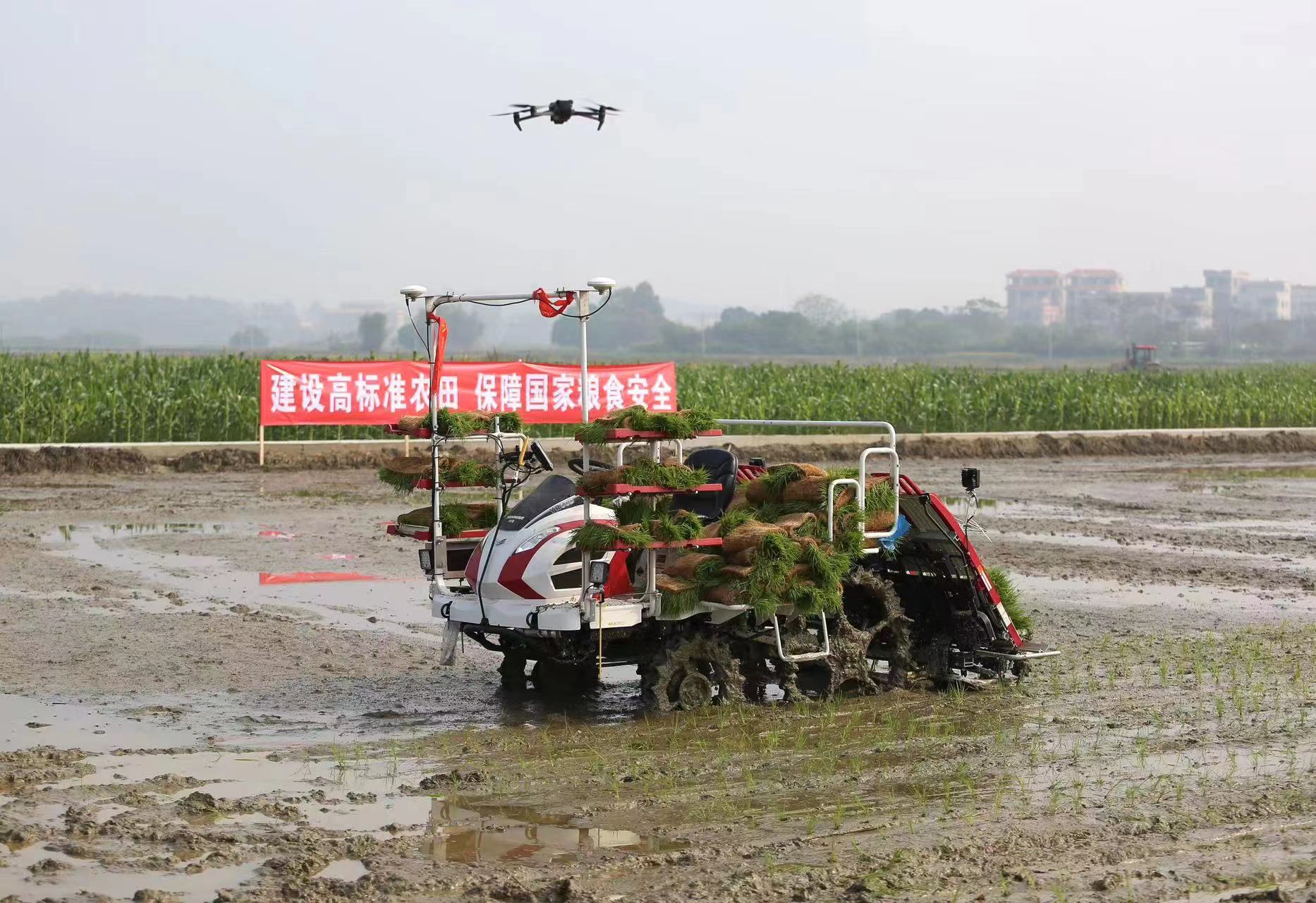 茂名市高州市丽晶农业科技有限公司无人农场内，无人驾驶插秧机正在田间穿梭。李敏 摄