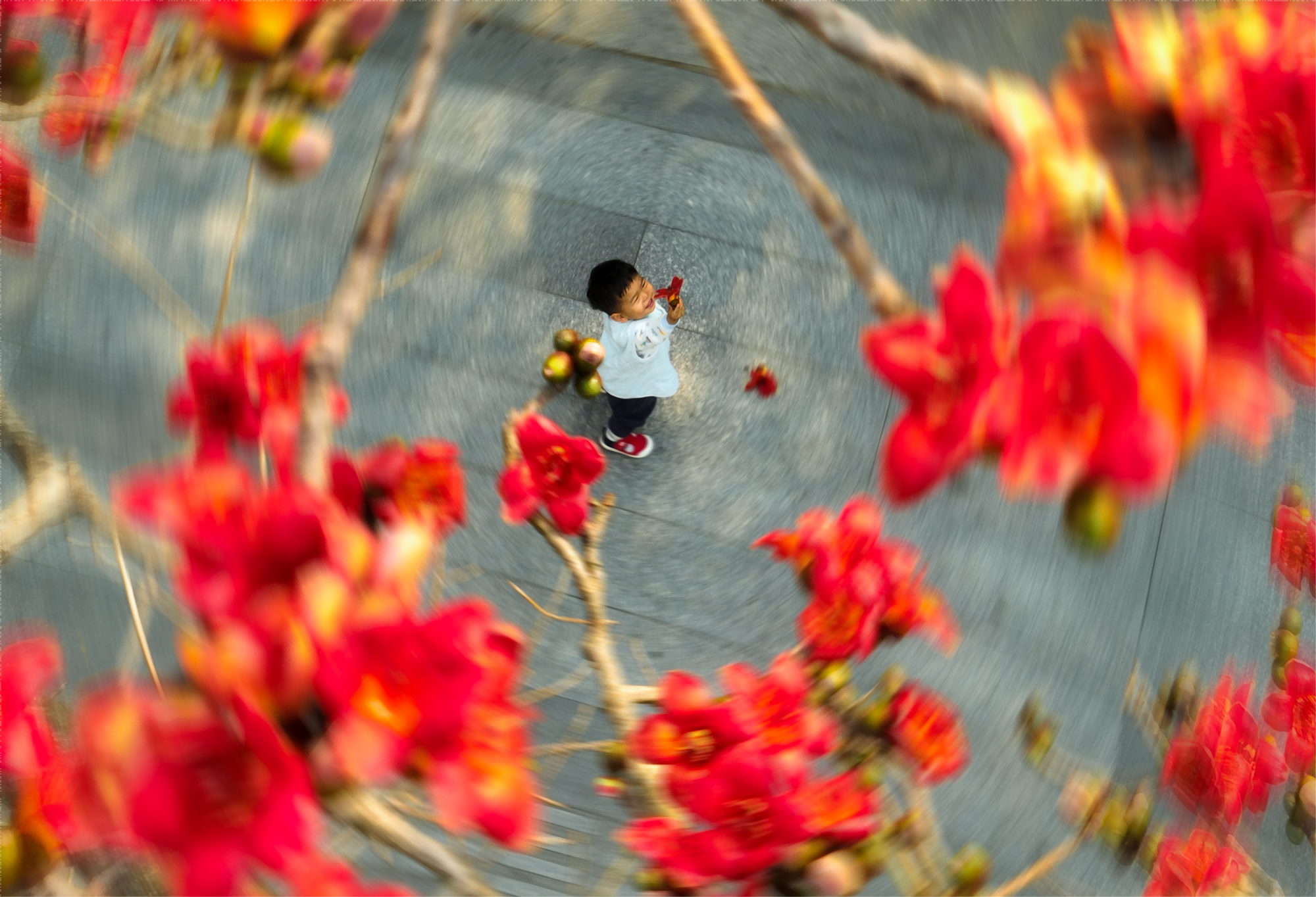 广州市越秀区陵园西路木棉树下，手捧木棉花的小孩随风而舞。钟涌 摄