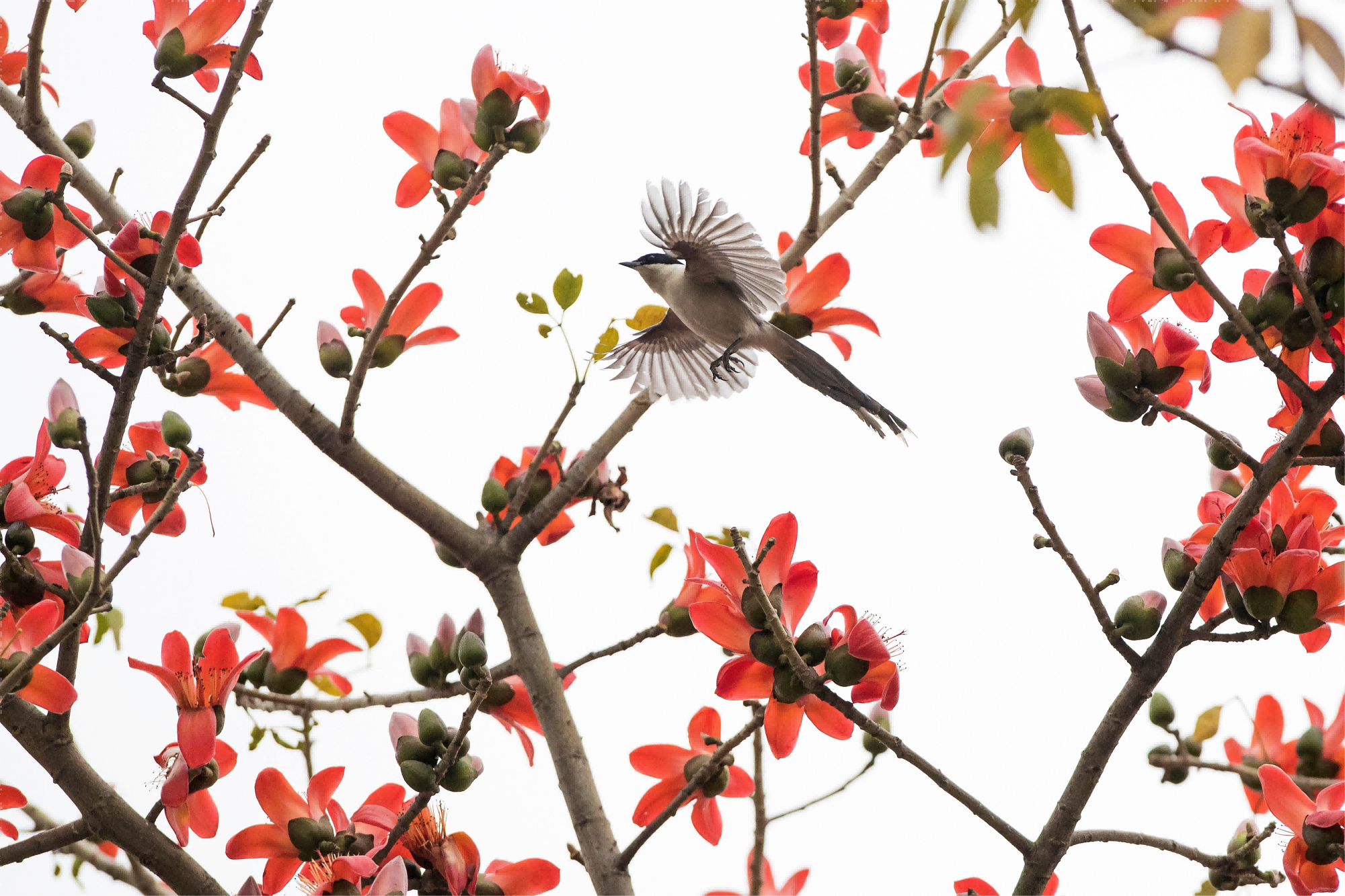 在广州南沙湿地，木棉花盛绽，灰喜鹊迎春而来。万珺 摄