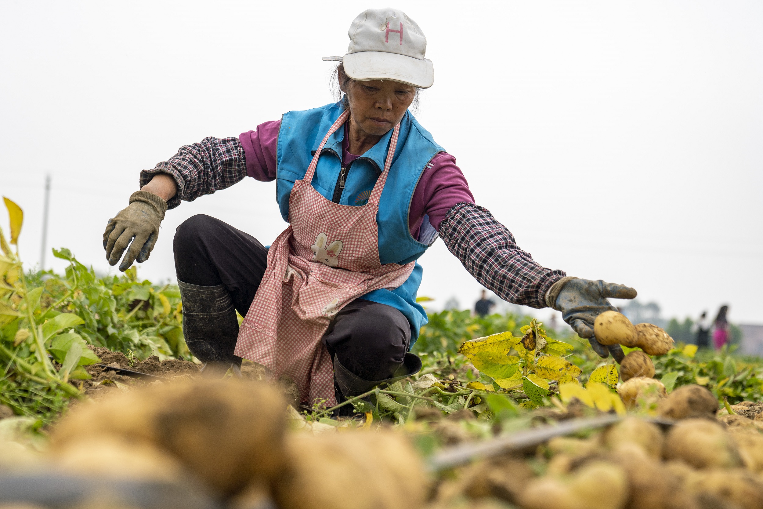 在清遠市清新區太平鎮天良村冬種馬鈴薯開挖現場，村民在地裡分揀土豆。江元威 攝