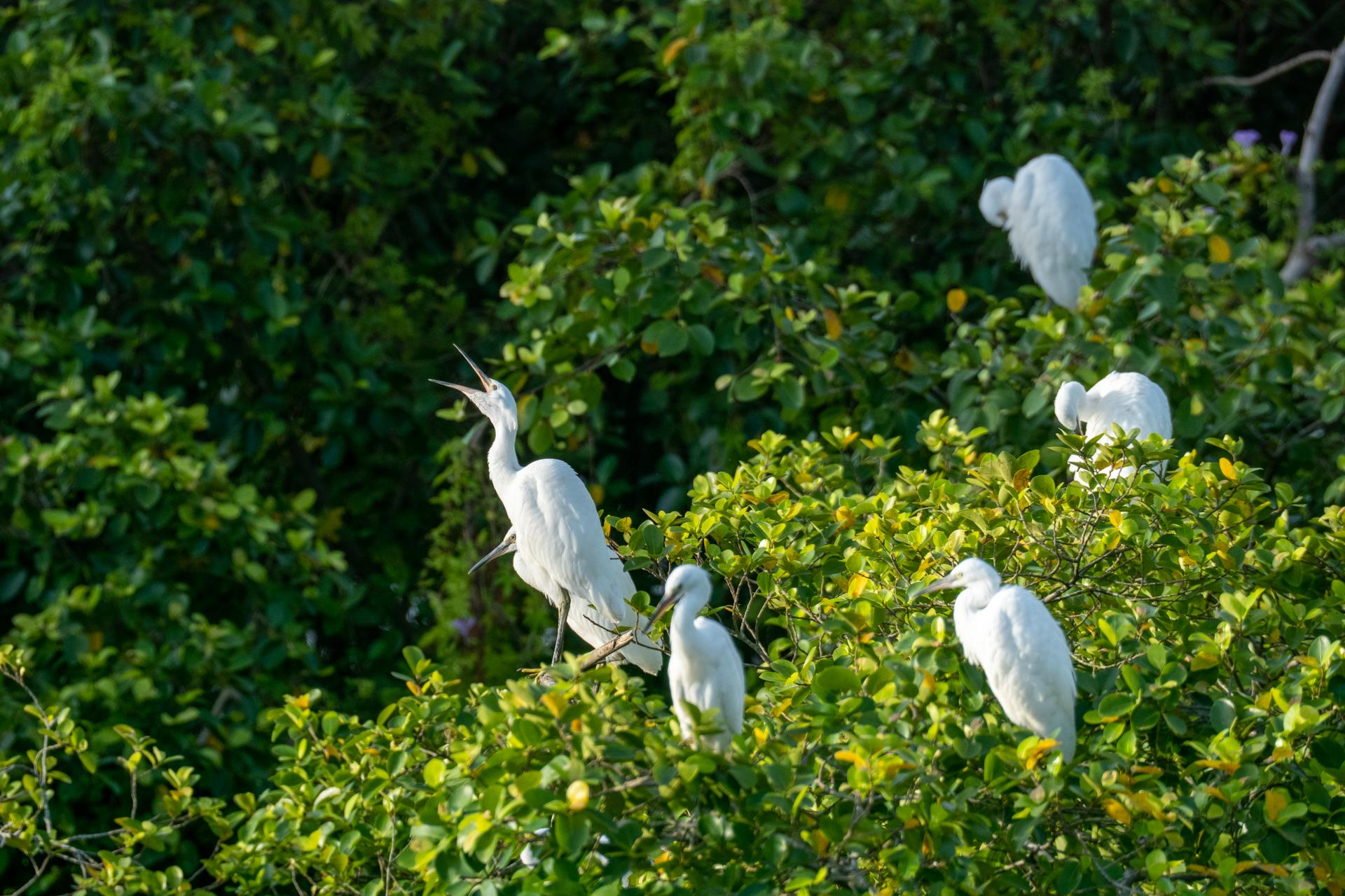 江门市启超故里·小鸟天堂文化旅游区是全国最大的天然赏鸟乐园之一。阮国志 摄
