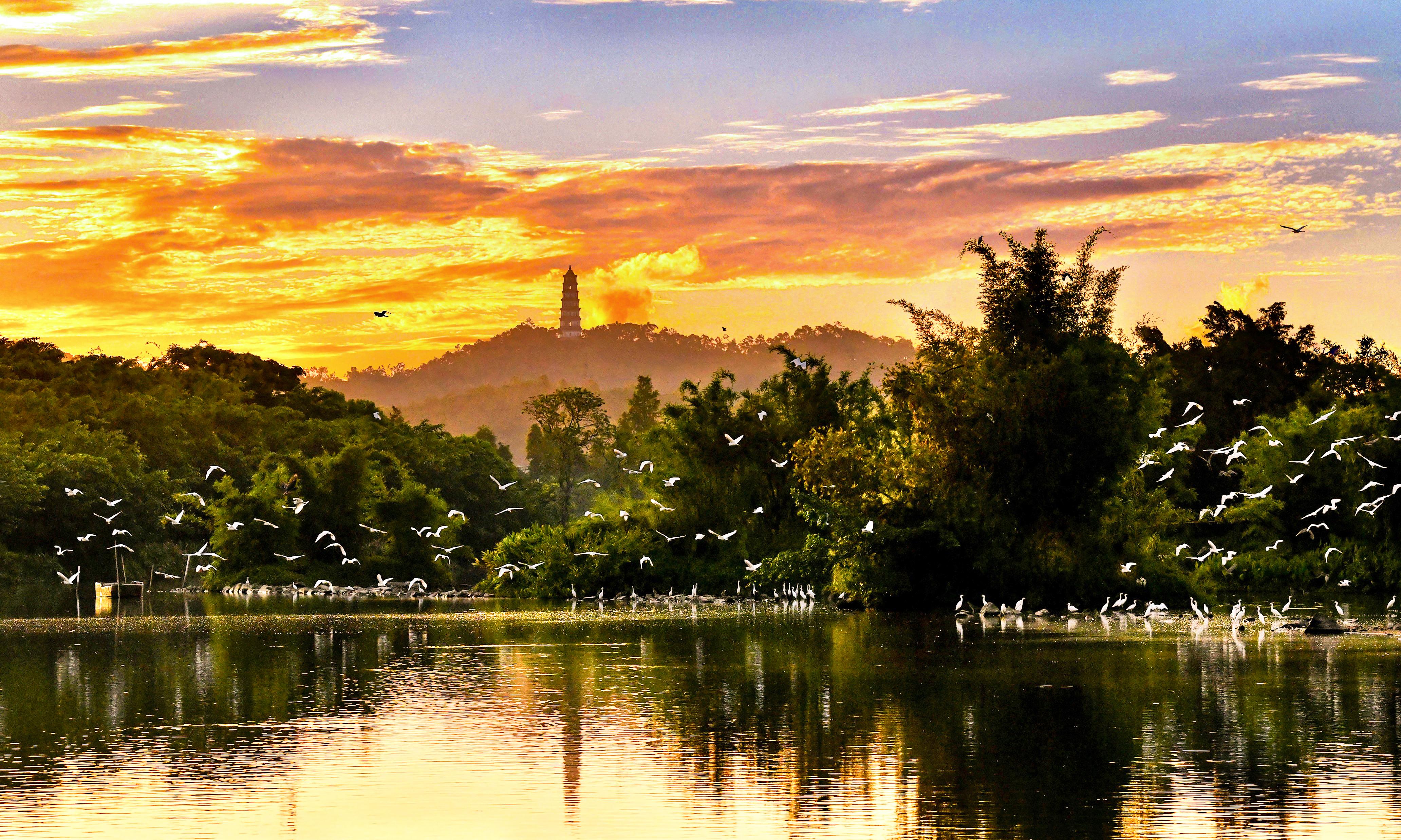 江門市啟超故裡·小鳥天堂文化旅游區被譽為人與自然和諧相處的生態文明典范。阮國志 攝