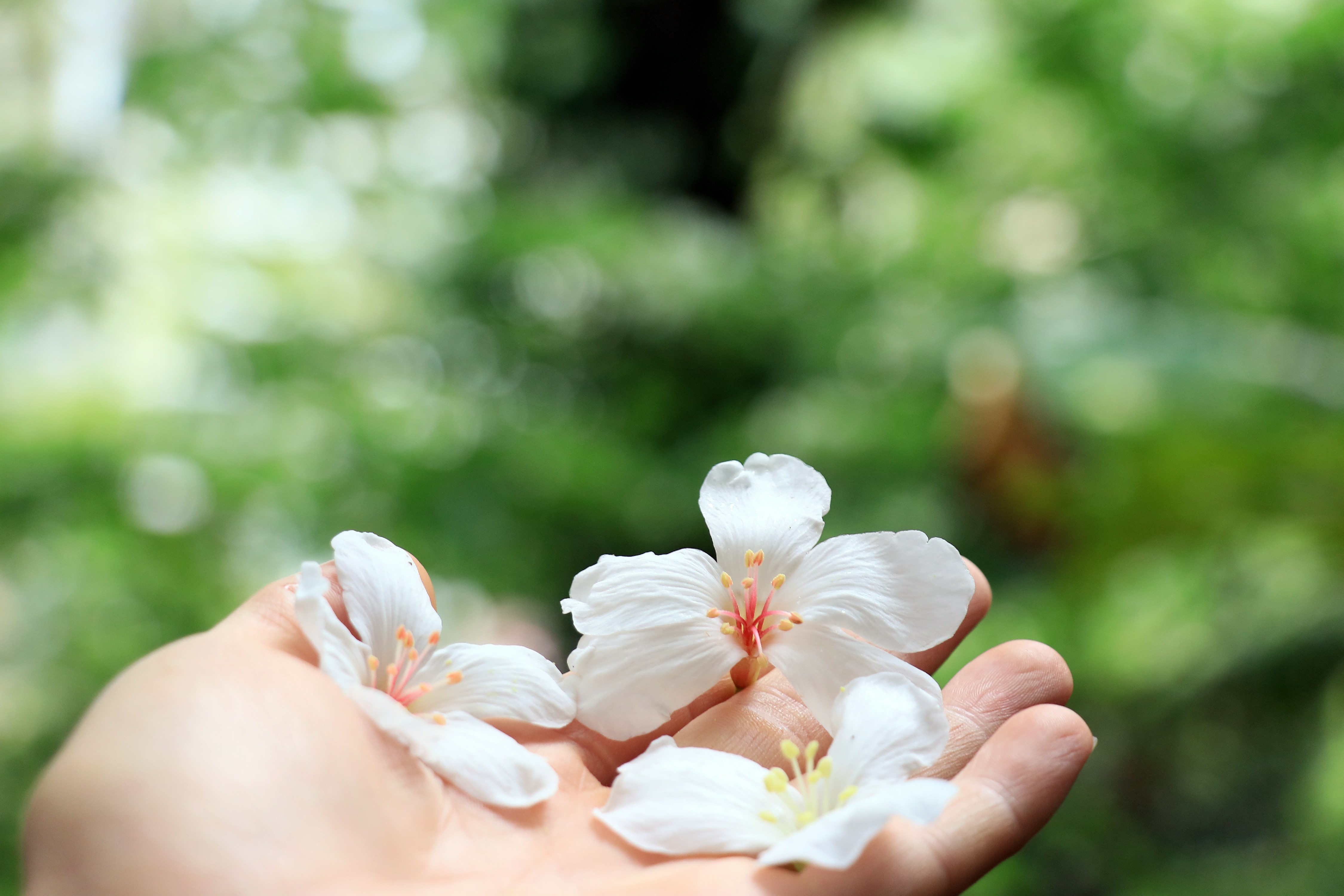 油桐花為湖畔美景增添靈動氣息。施悅謀 攝