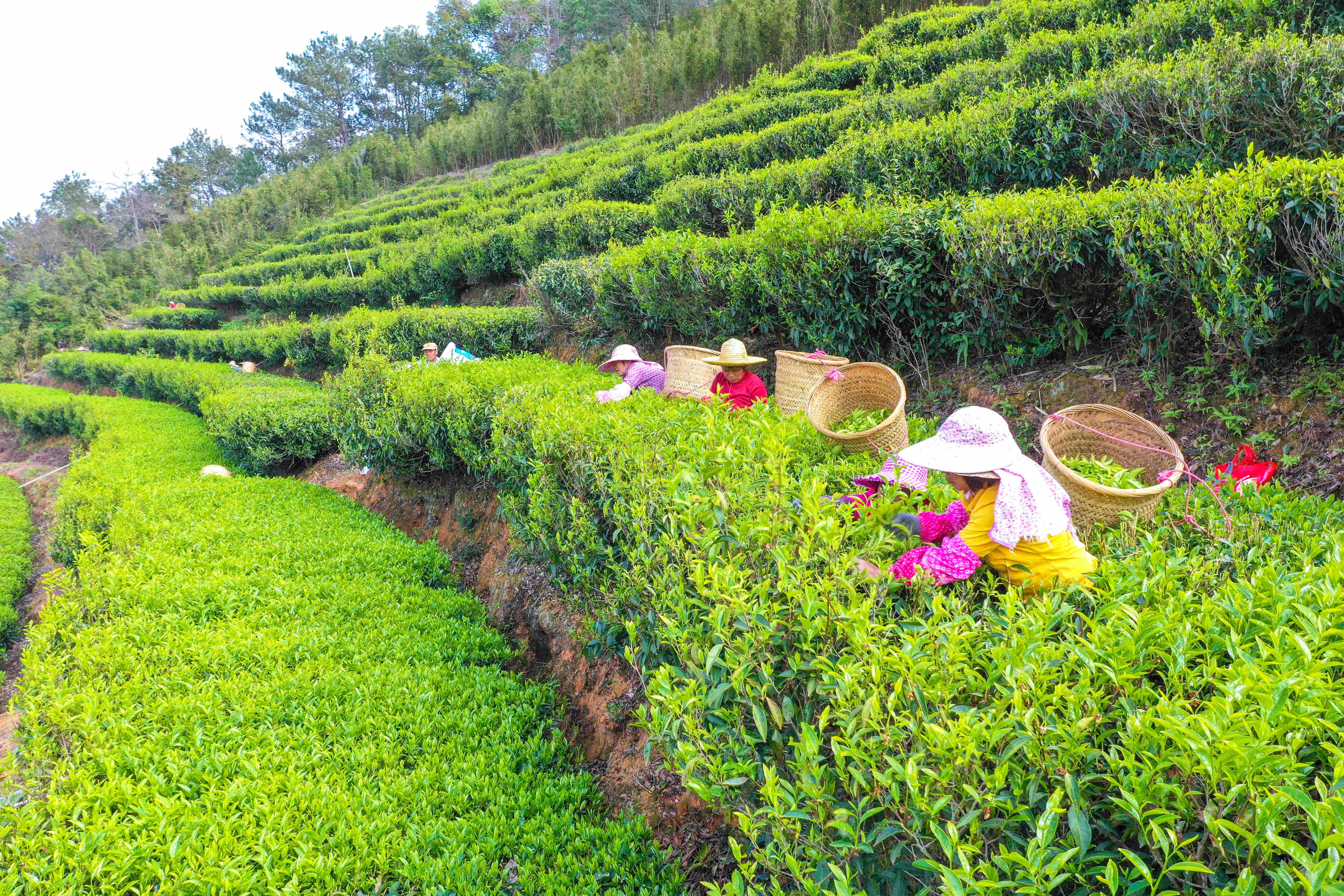 梅州市兴宁径南镇晨露茶文化旅游产业园，茶农们在茶园采春茶。吴腾江　摄