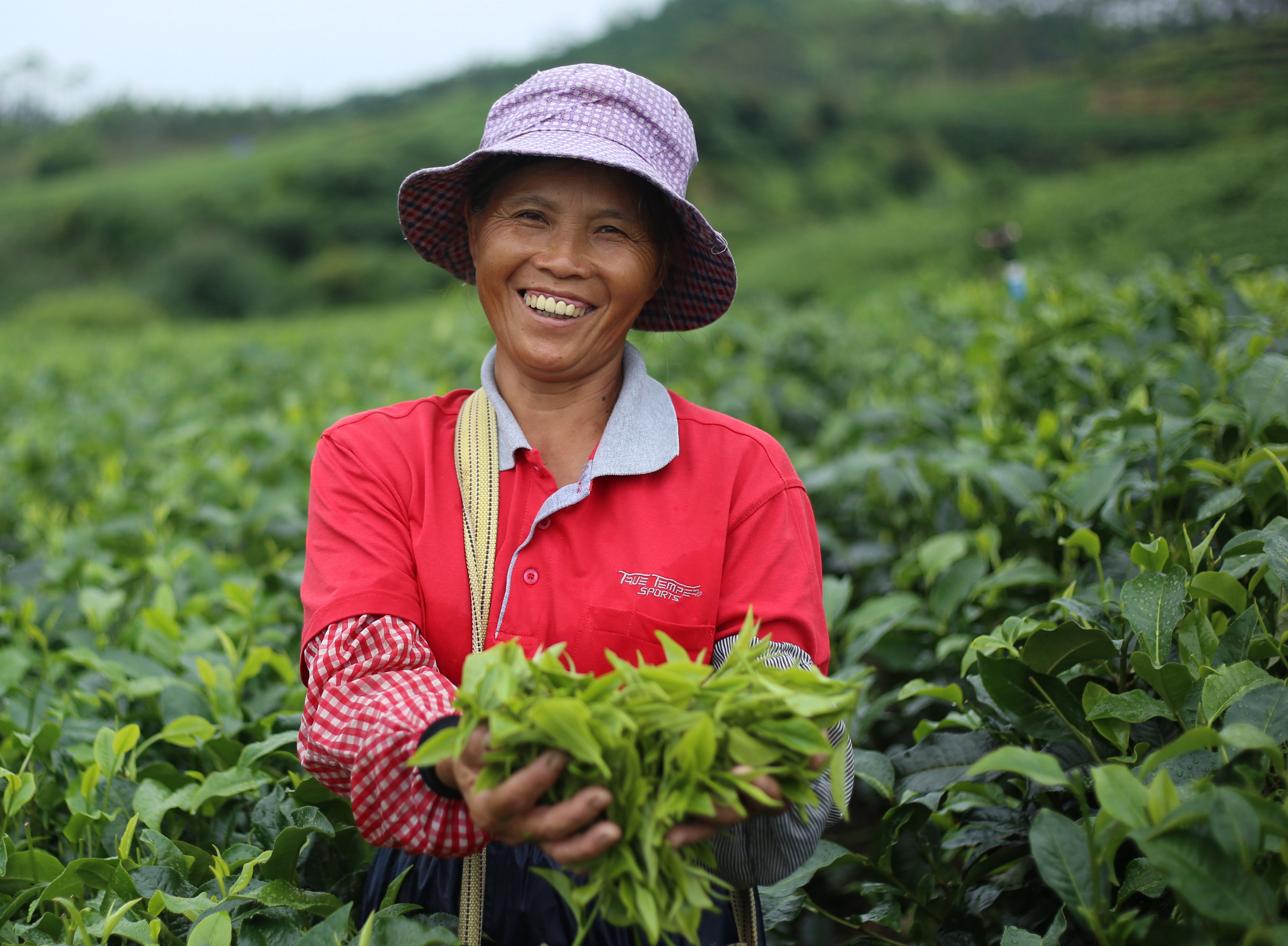 茶农采茶。邹荣 摄