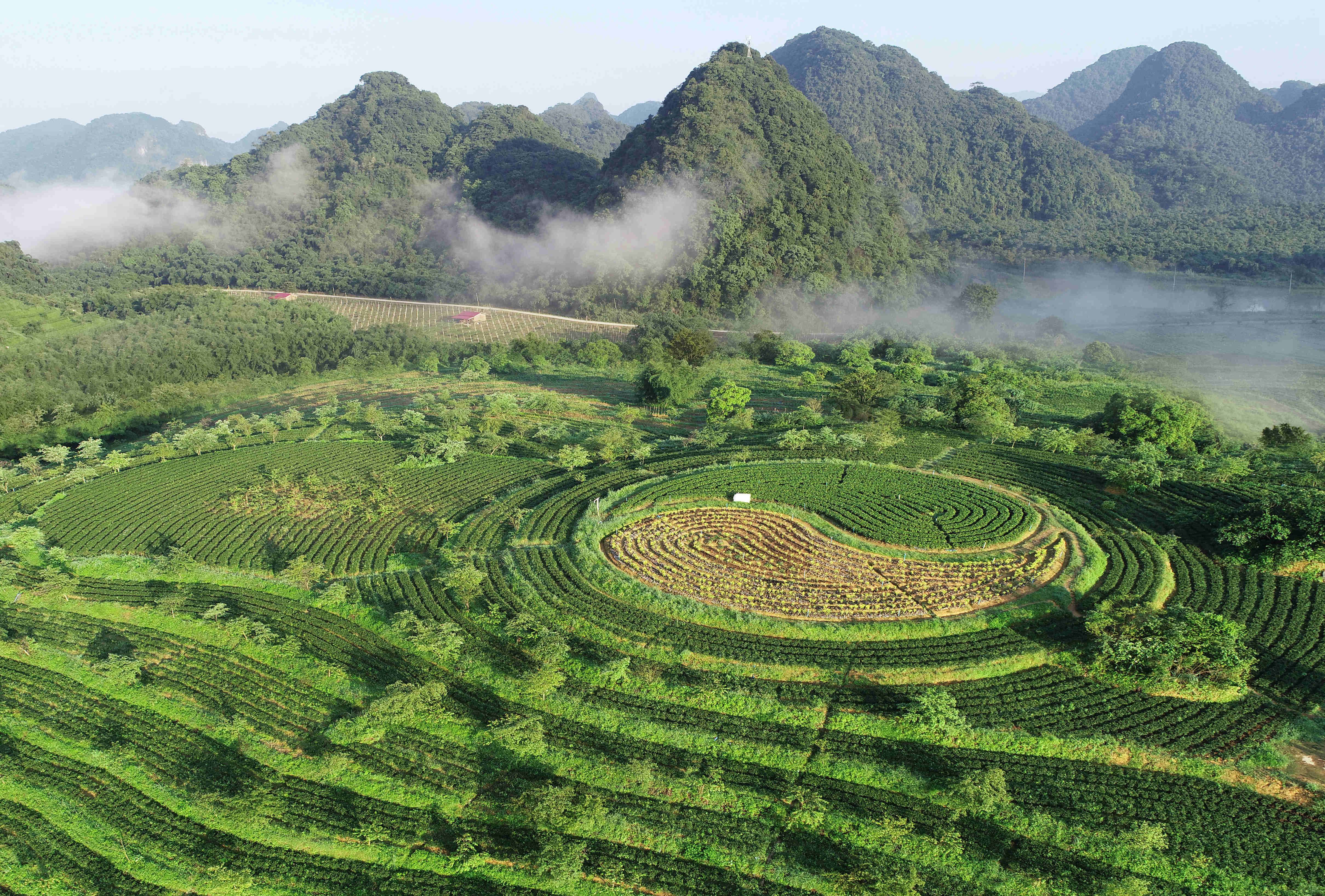 茶园美景。英德市农业农村局供图