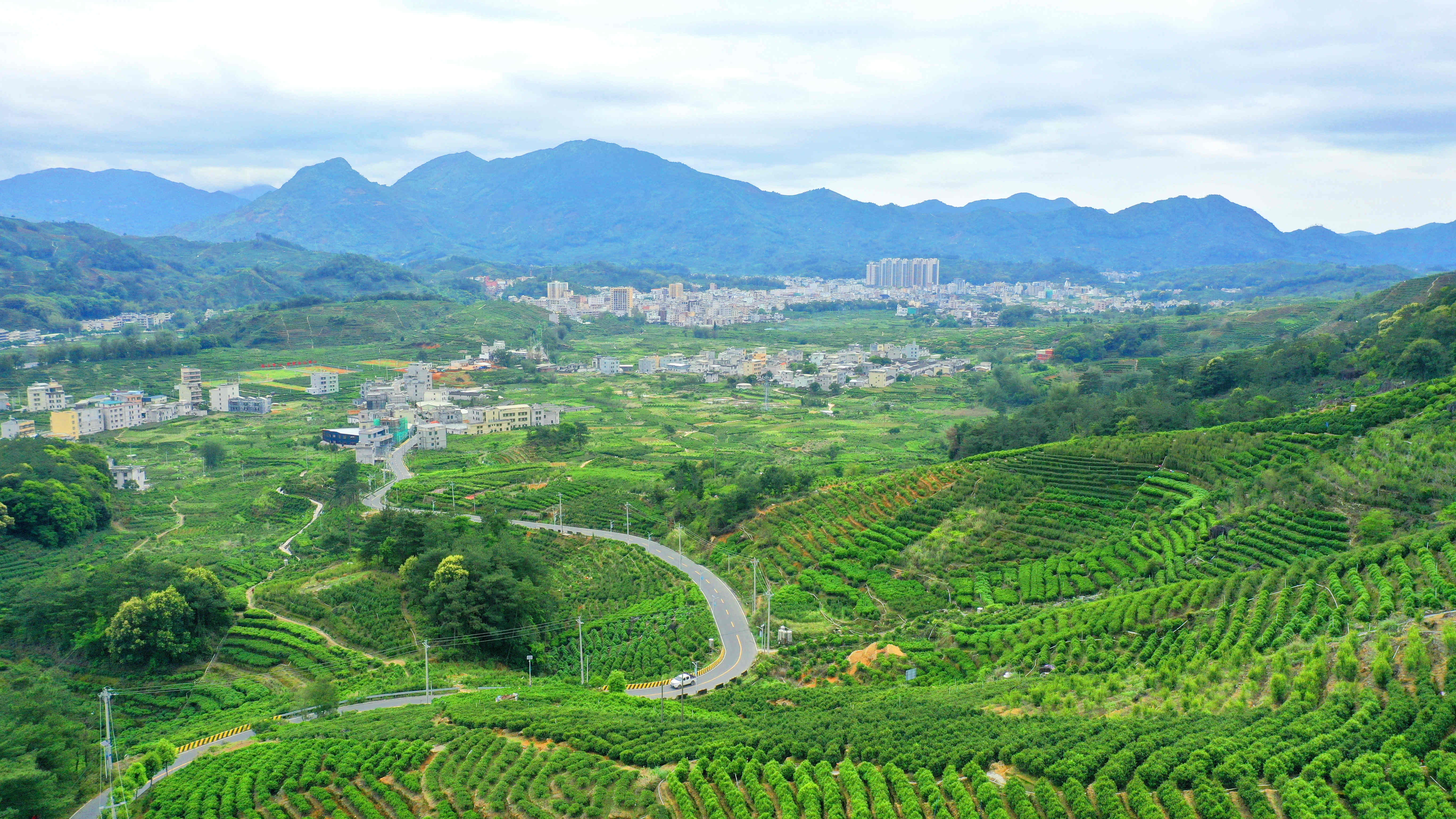 潮州市凤凰镇福北村茶园风光。林奕波 摄